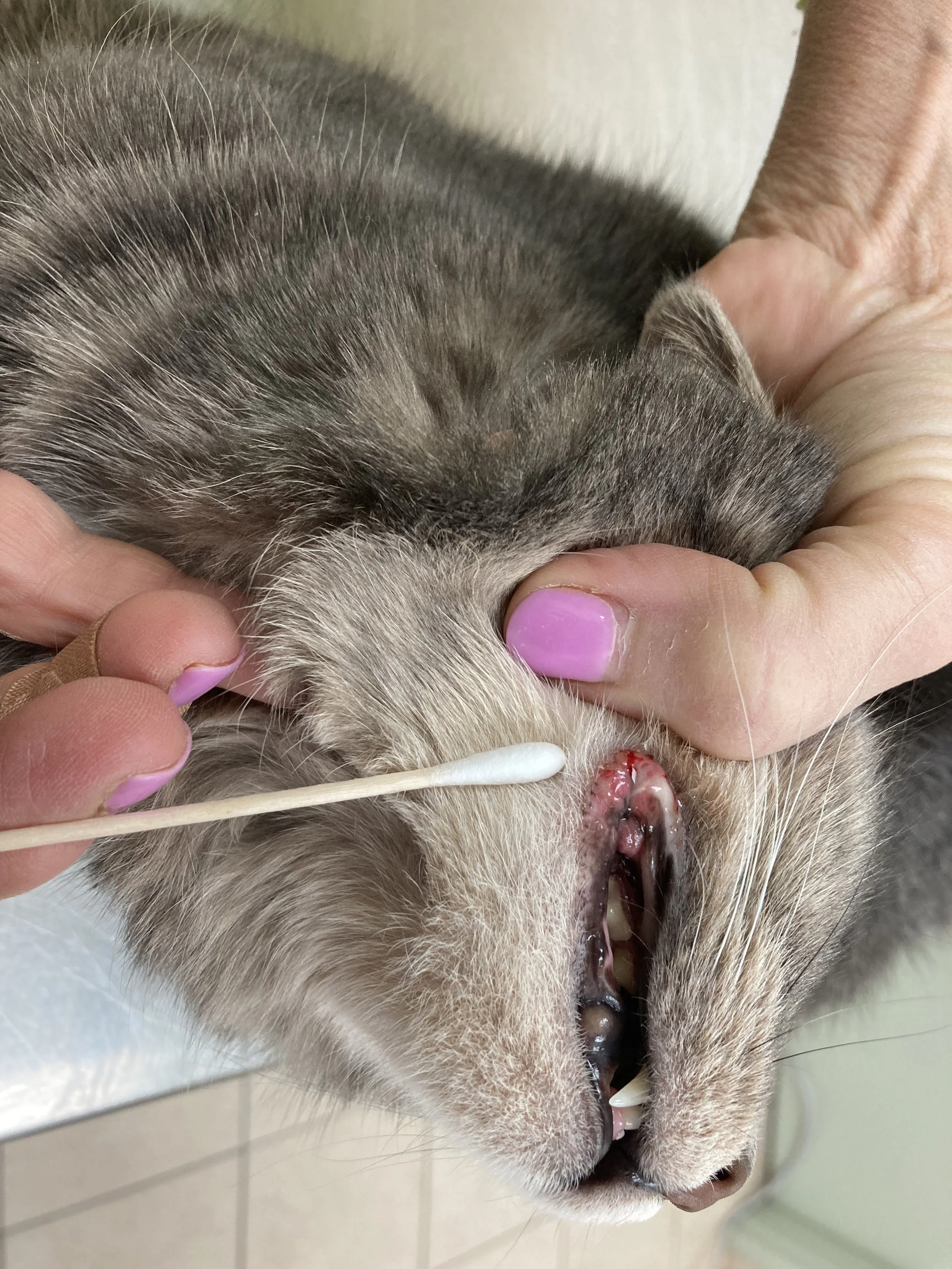 Close-up of a cat being treated for a nose injury with a cotton swab. A person's hand is holding the cat's head steady, and the cat's mouth is open, showing teeth.