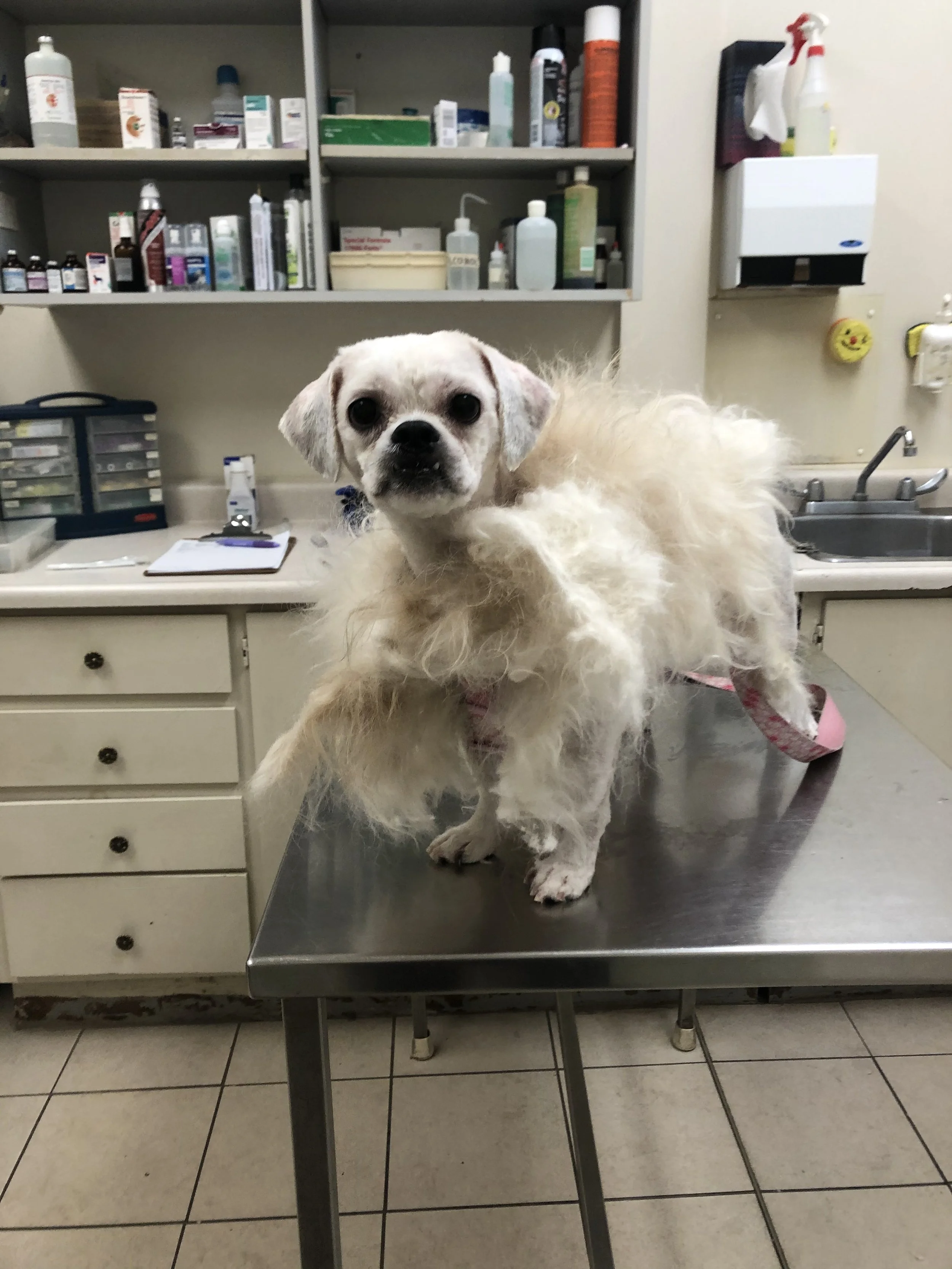 A small dog with a mix of short and fluffy fur sitting on a metal examination table in a veterinary clinic. The background shows shelves with various bottles and medical supplies, a sink, and a paper towel dispenser.