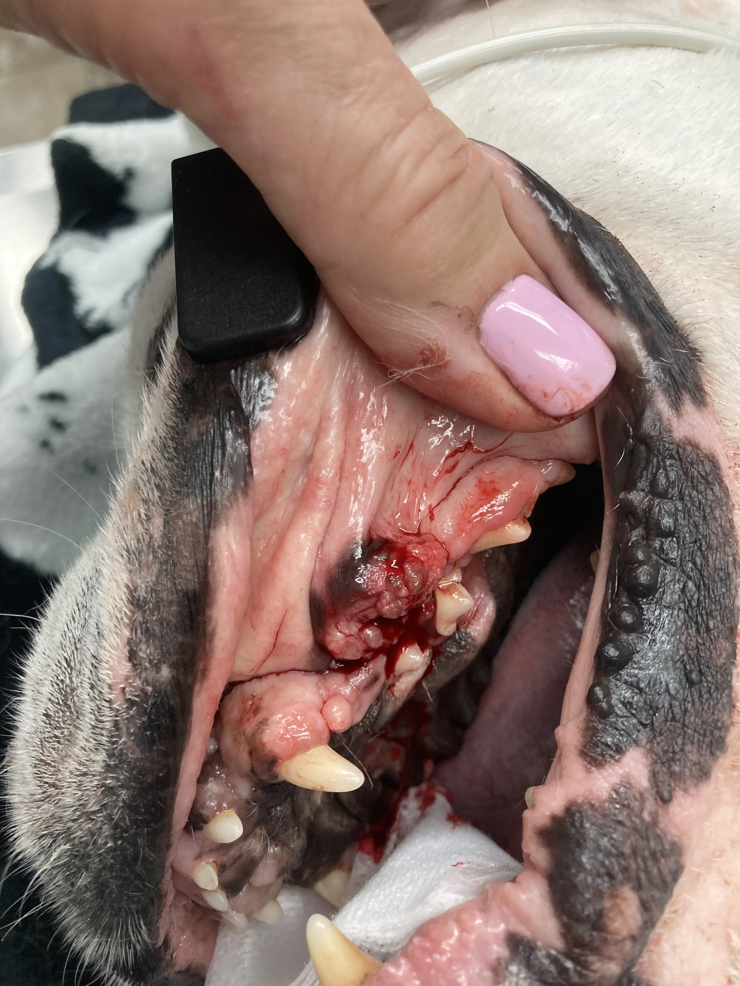 A person holding open a dog's mouth, which appears to be injured or affected by a dental issue, with visible gums and teeth.