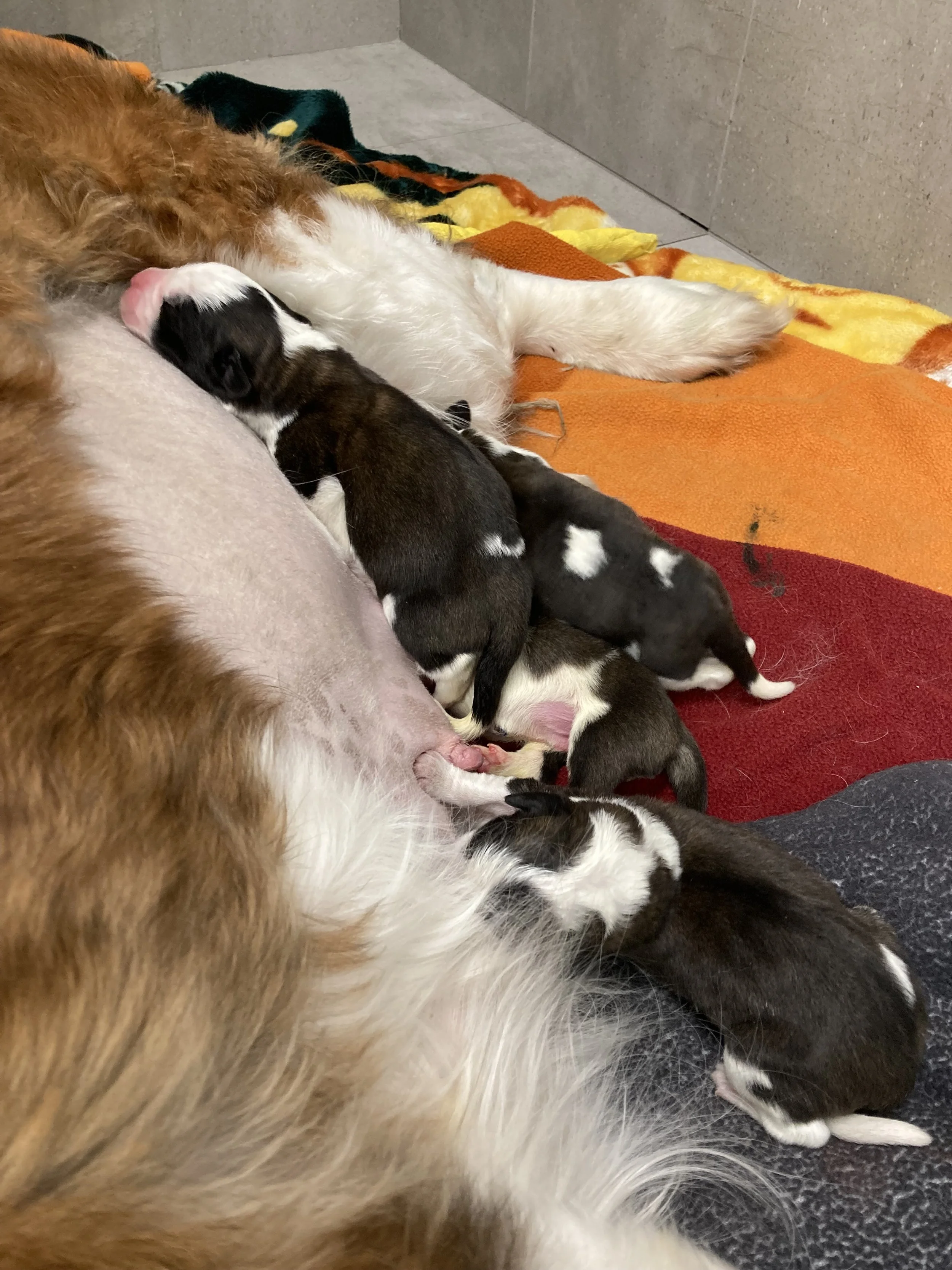 Multiple newborn puppies nursing from their mother dog on a colorful blanket.