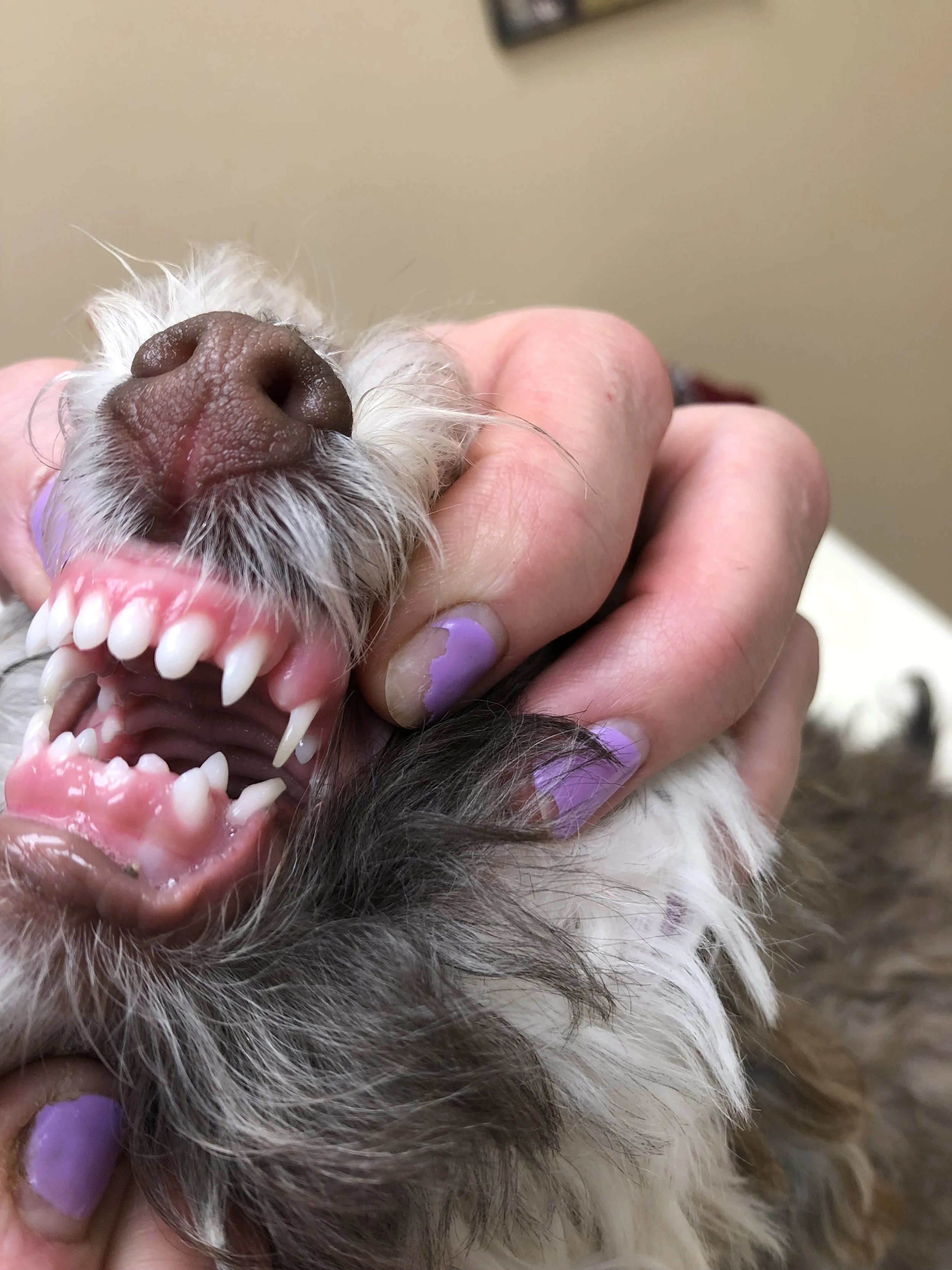 A person holding a small dog with its mouth open, showing its teeth and pink gums. The dog's nose and part of its face are visible, with the person’s fingers and nails painted lavender, supporting the dog's head.