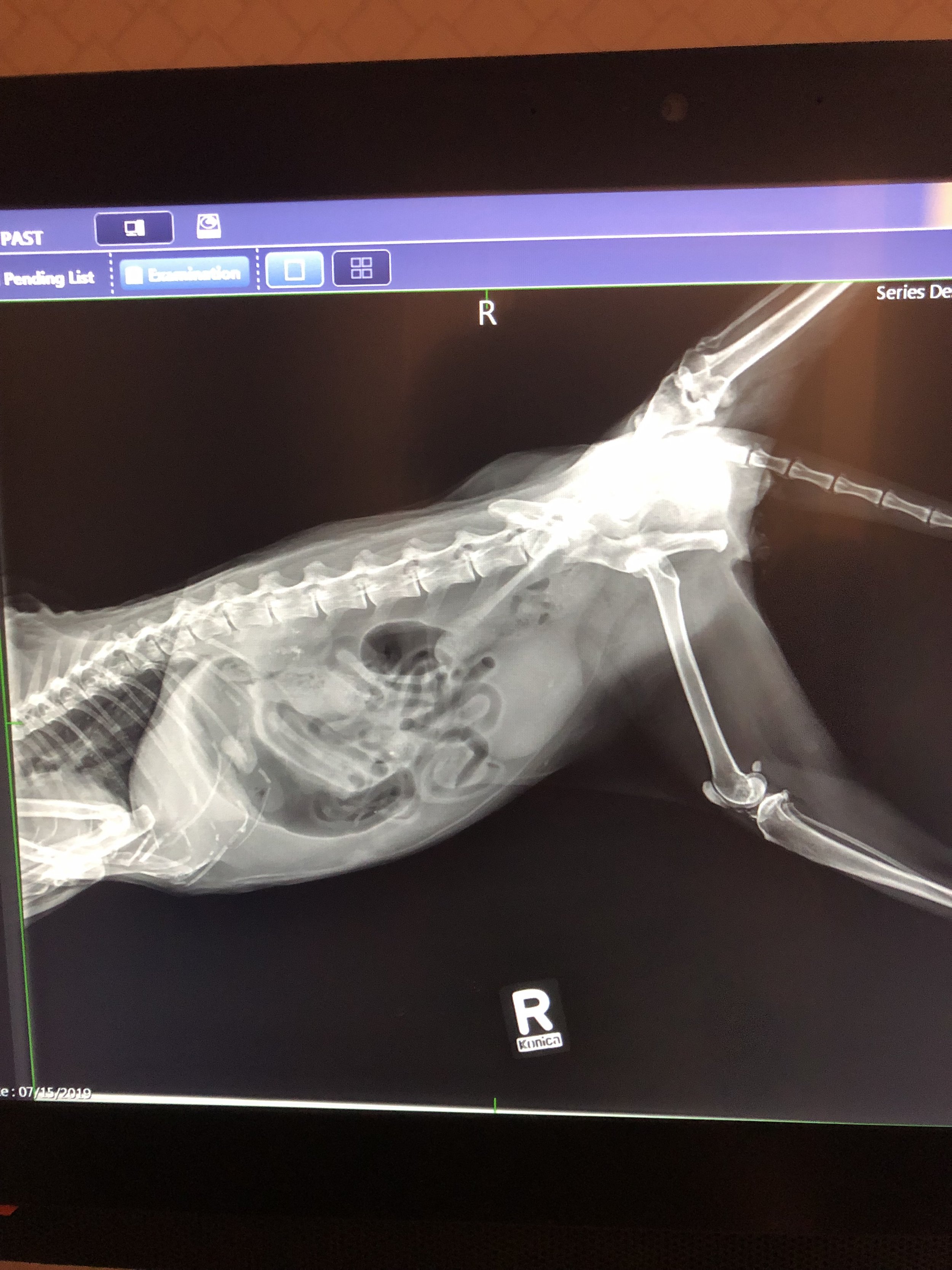 X-ray of a dog showing fractured right front leg with surgical pins.