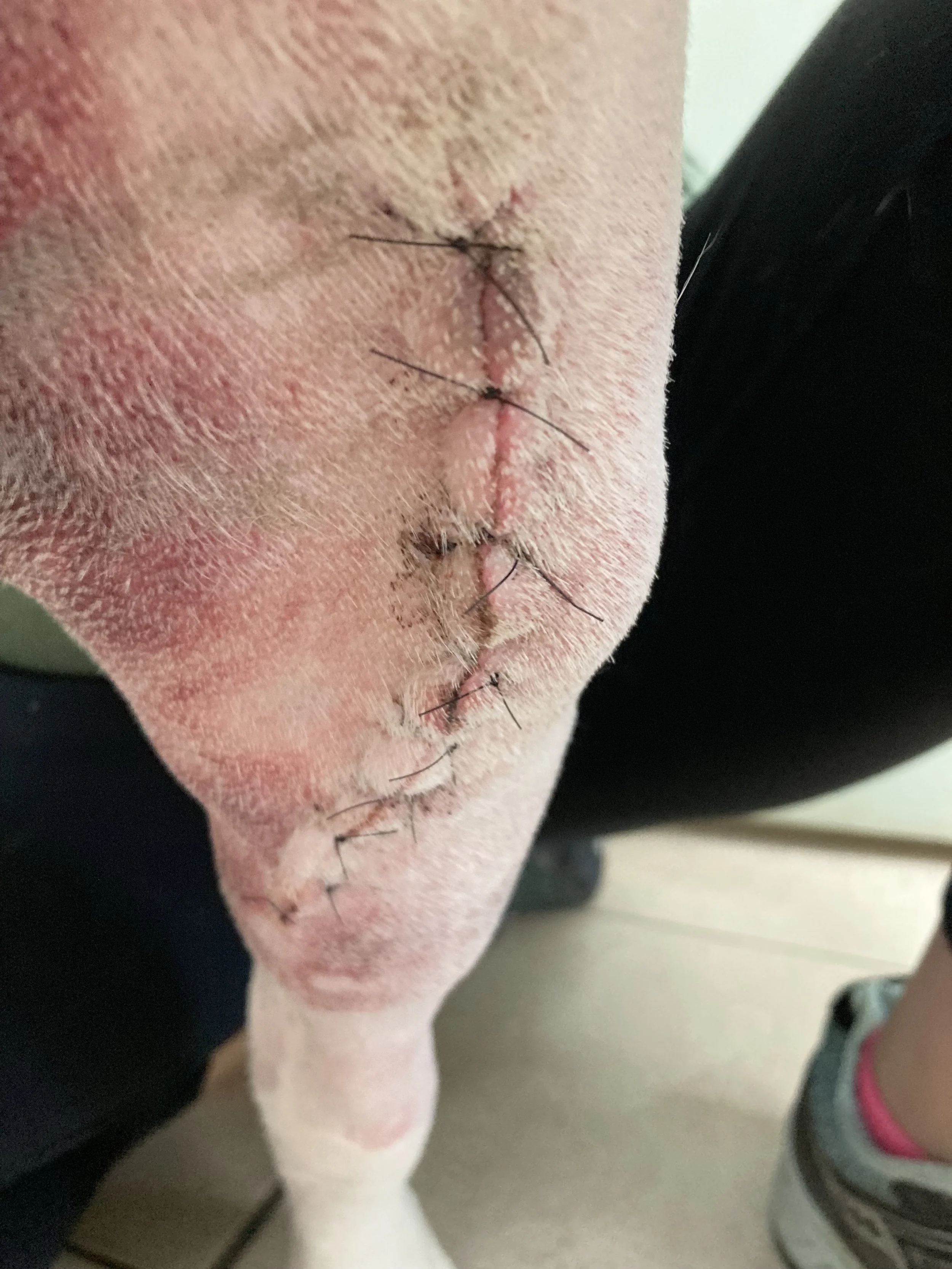 Dog with a stitched wound on its snout.