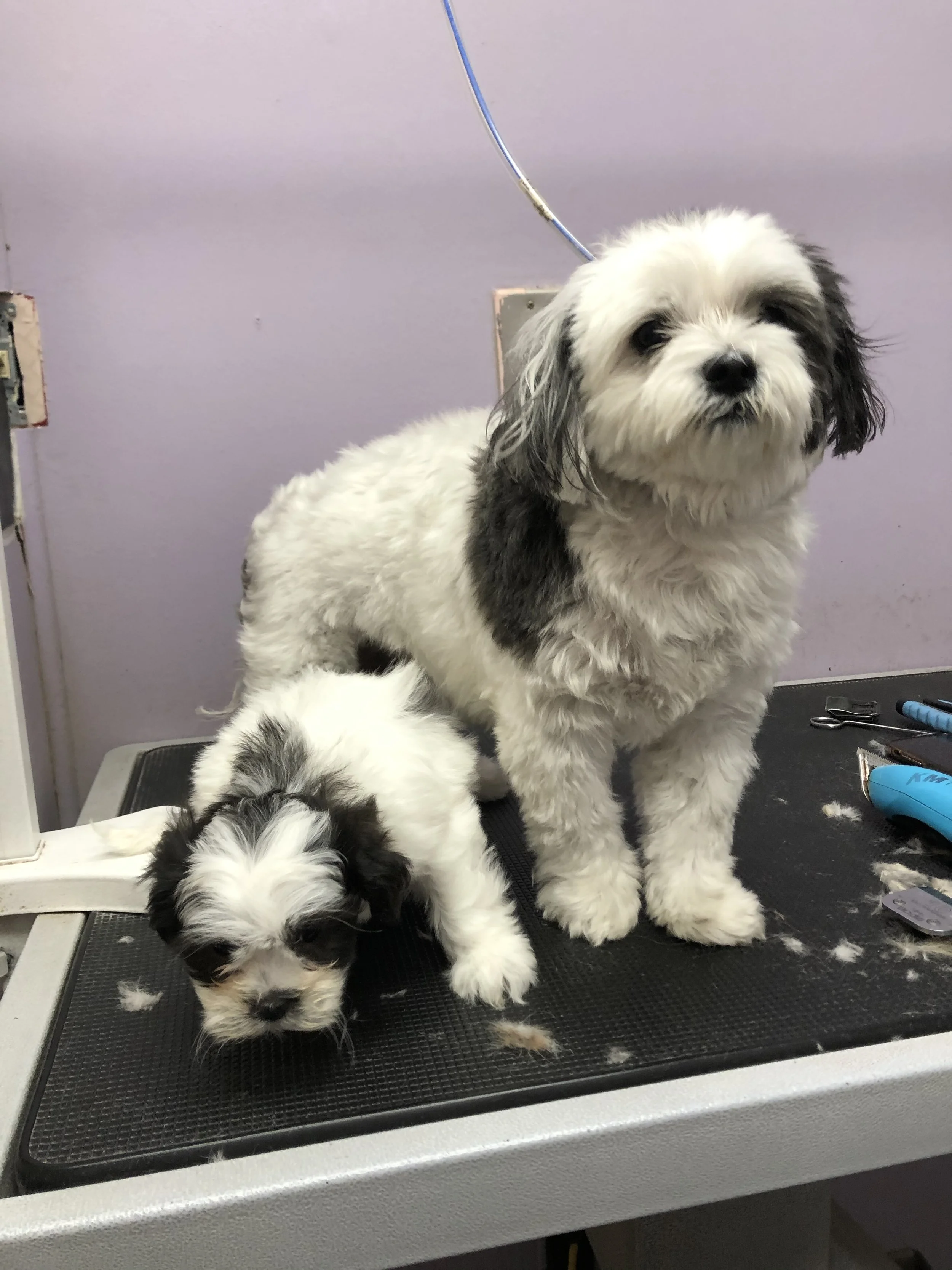 Two cute, small, black and white puppies on a grooming table with grooming tools nearby.