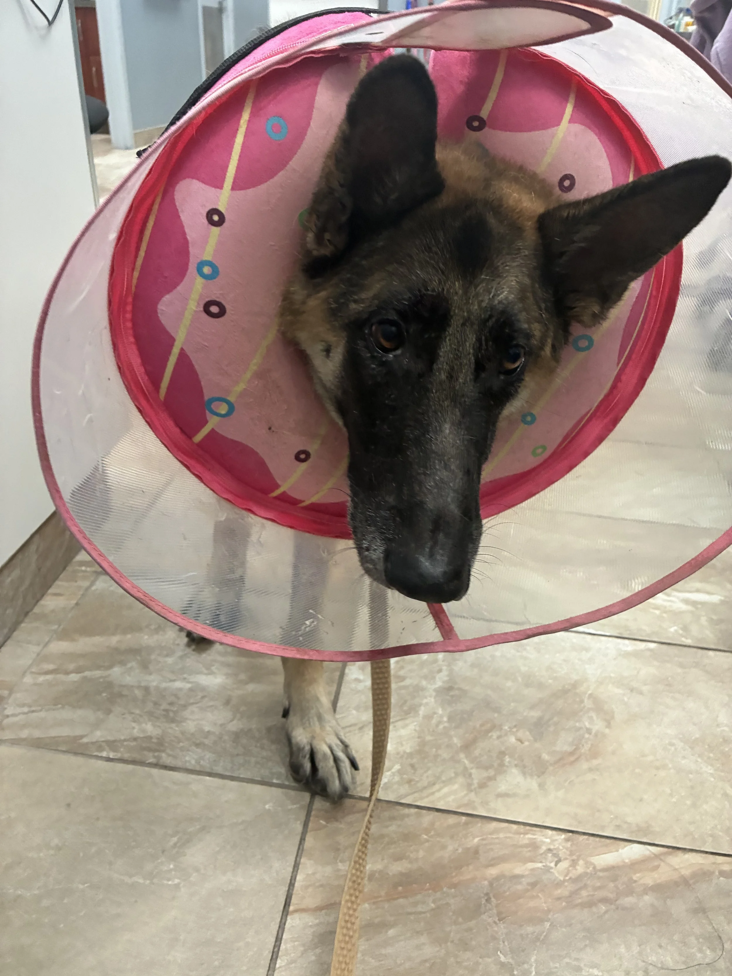 A dog wearing a pink plastic cone or Elizabethan collar, standing on a tiled floor inside a room.