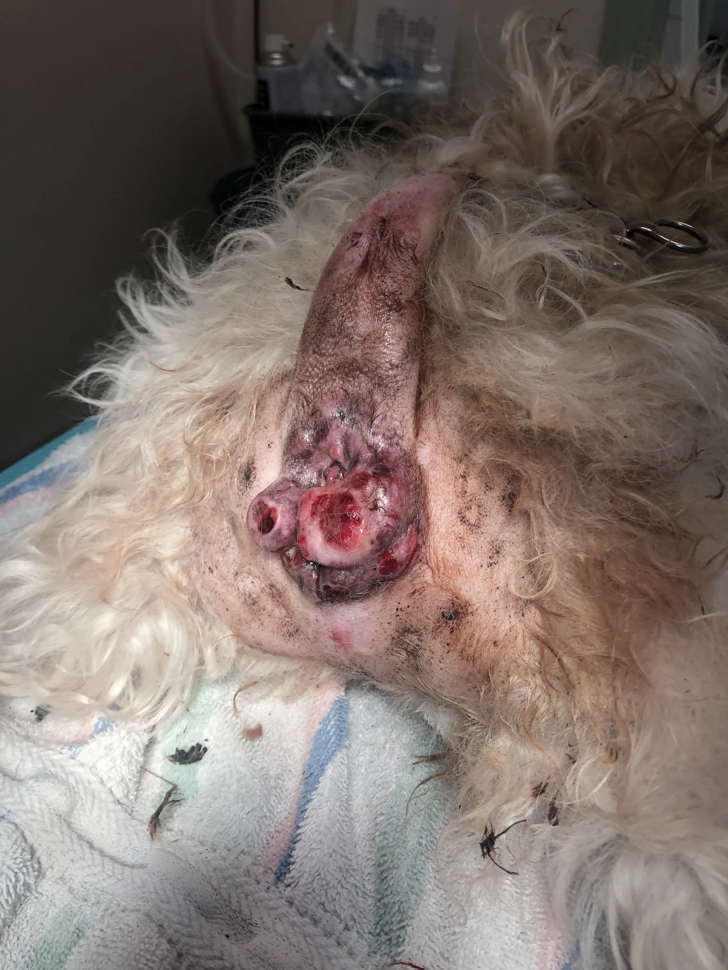 Close-up of dog's face with severe facial wound, swollen, red, and inflamed.