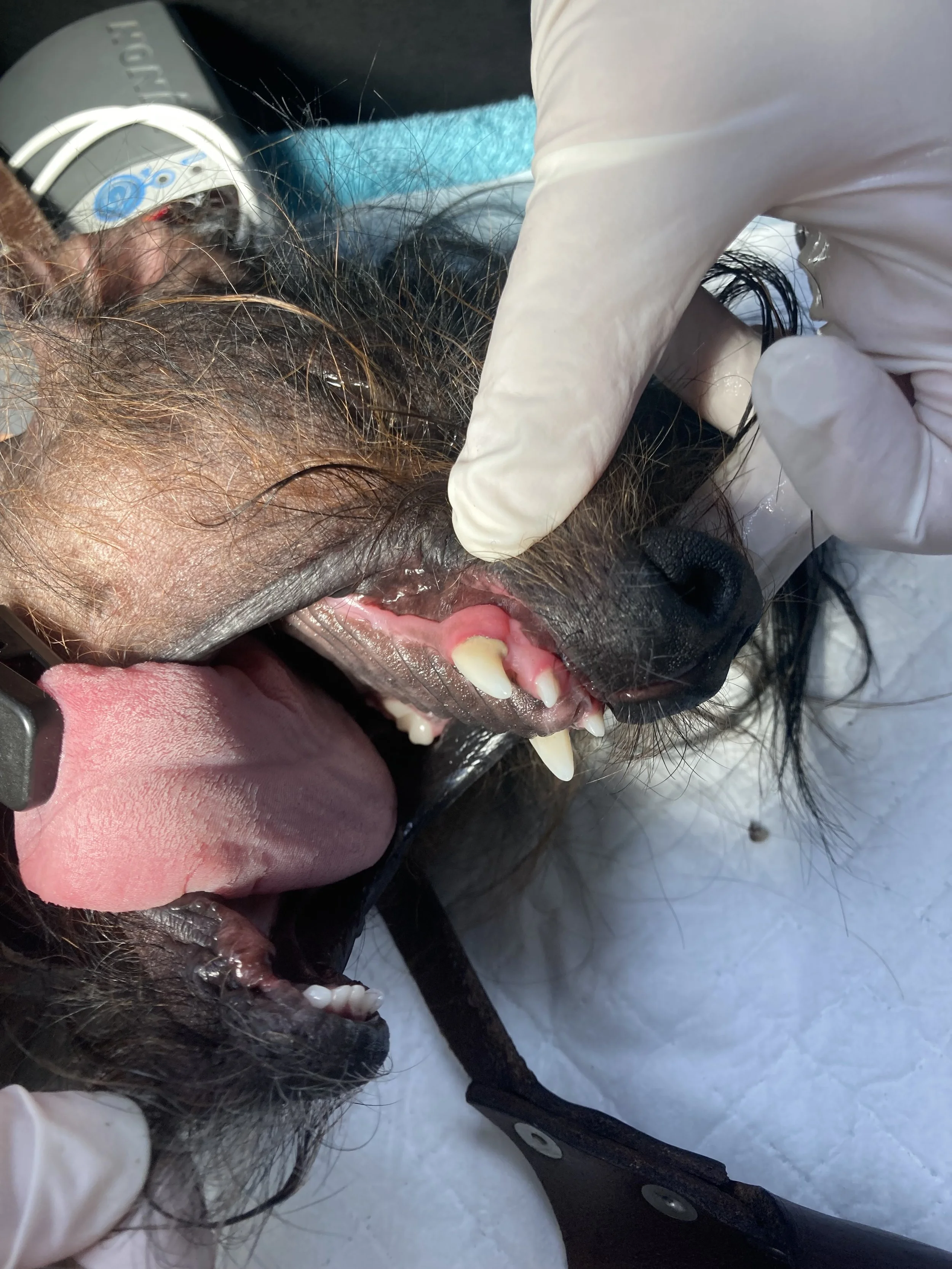 A veterinarian examining a dog's mouth with gloves on, showing the dog's teeth and tongue.