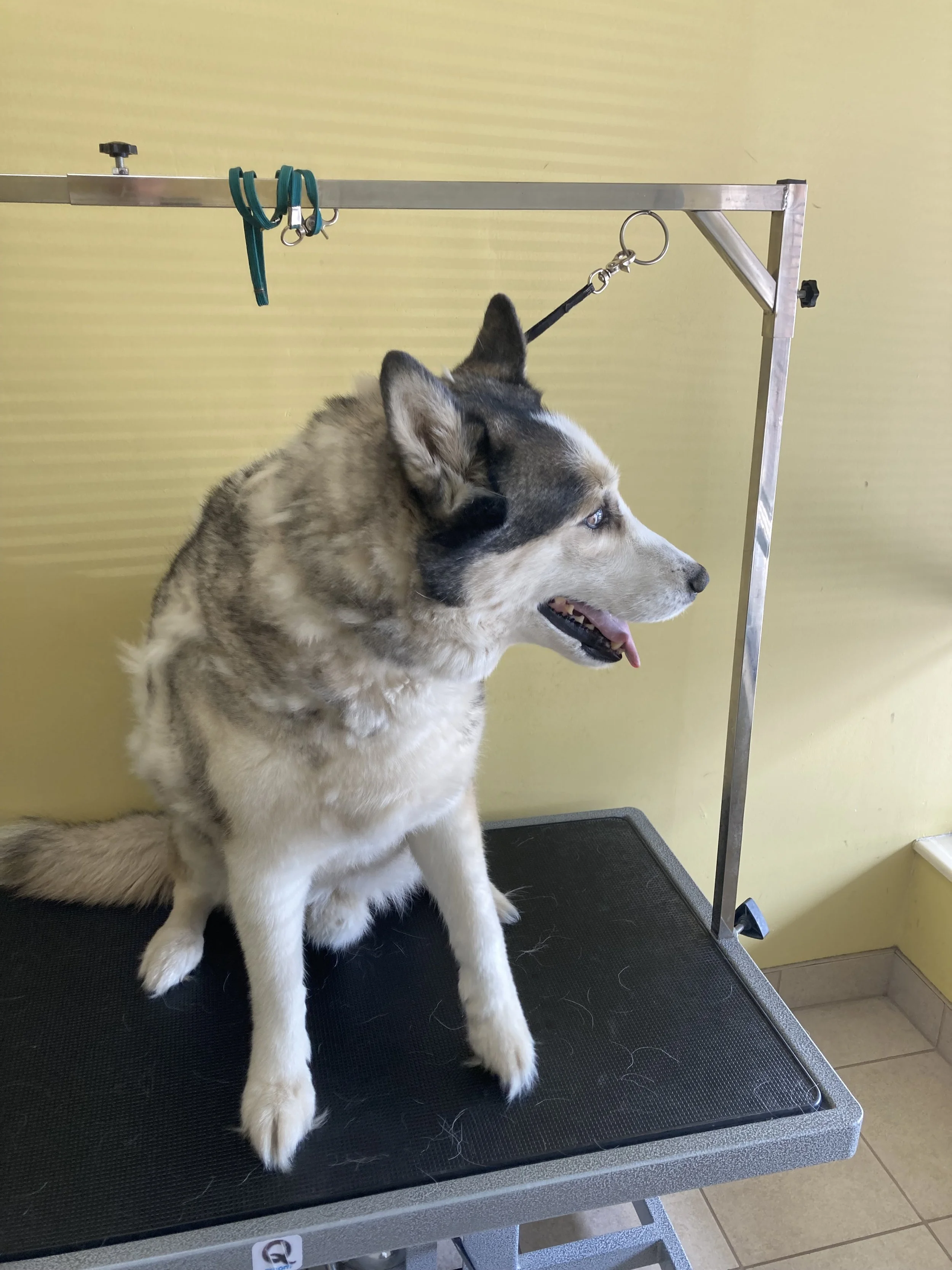 A dog on a grooming table in a vet or grooming salon, with grooming tools hanging above, awaiting grooming or examination.