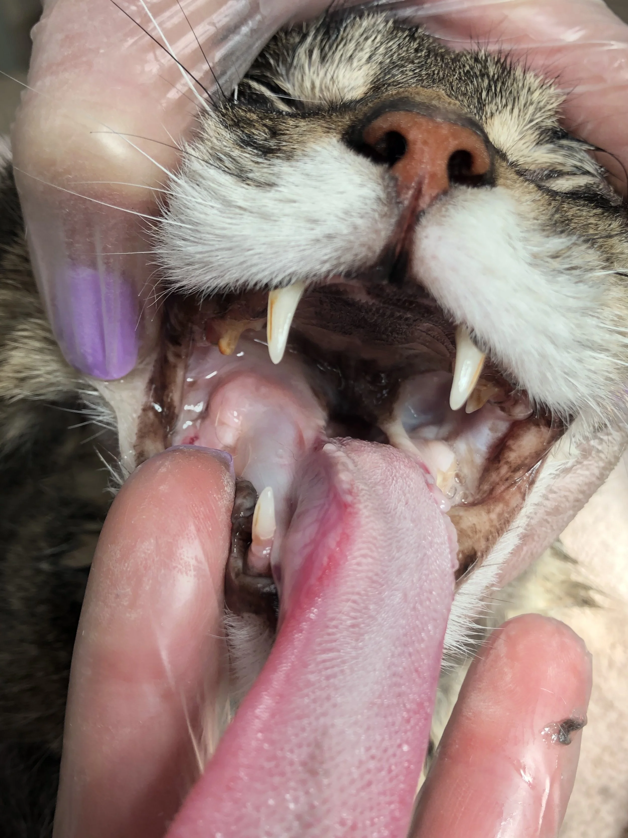 Close-up of a person's hand holding a cat's open mouth, showing its sharp teeth and pink tongue.