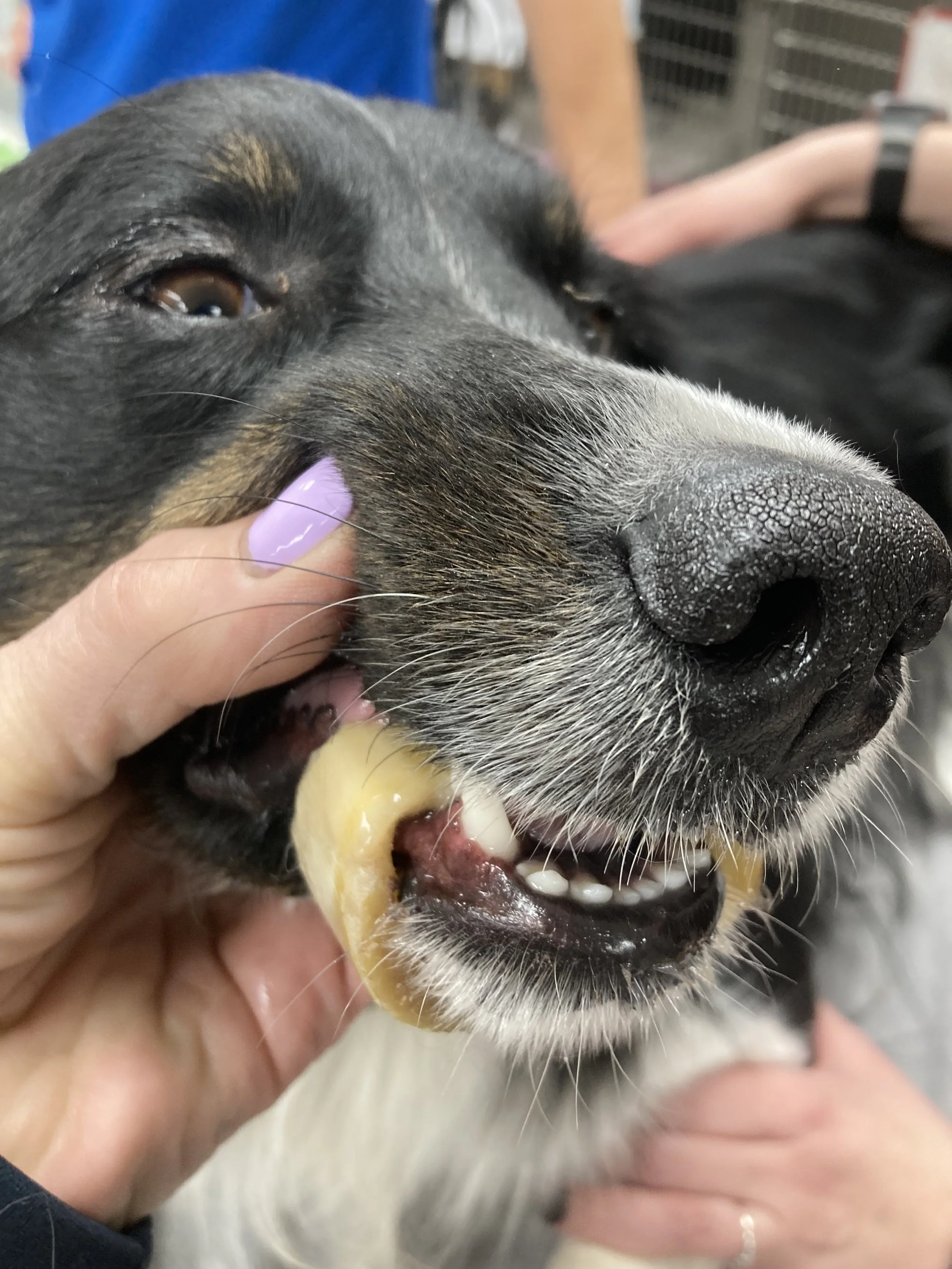 Close-up of a black and white dog being fed a bone, with a person's hand holding the bone in the dog's mouth.