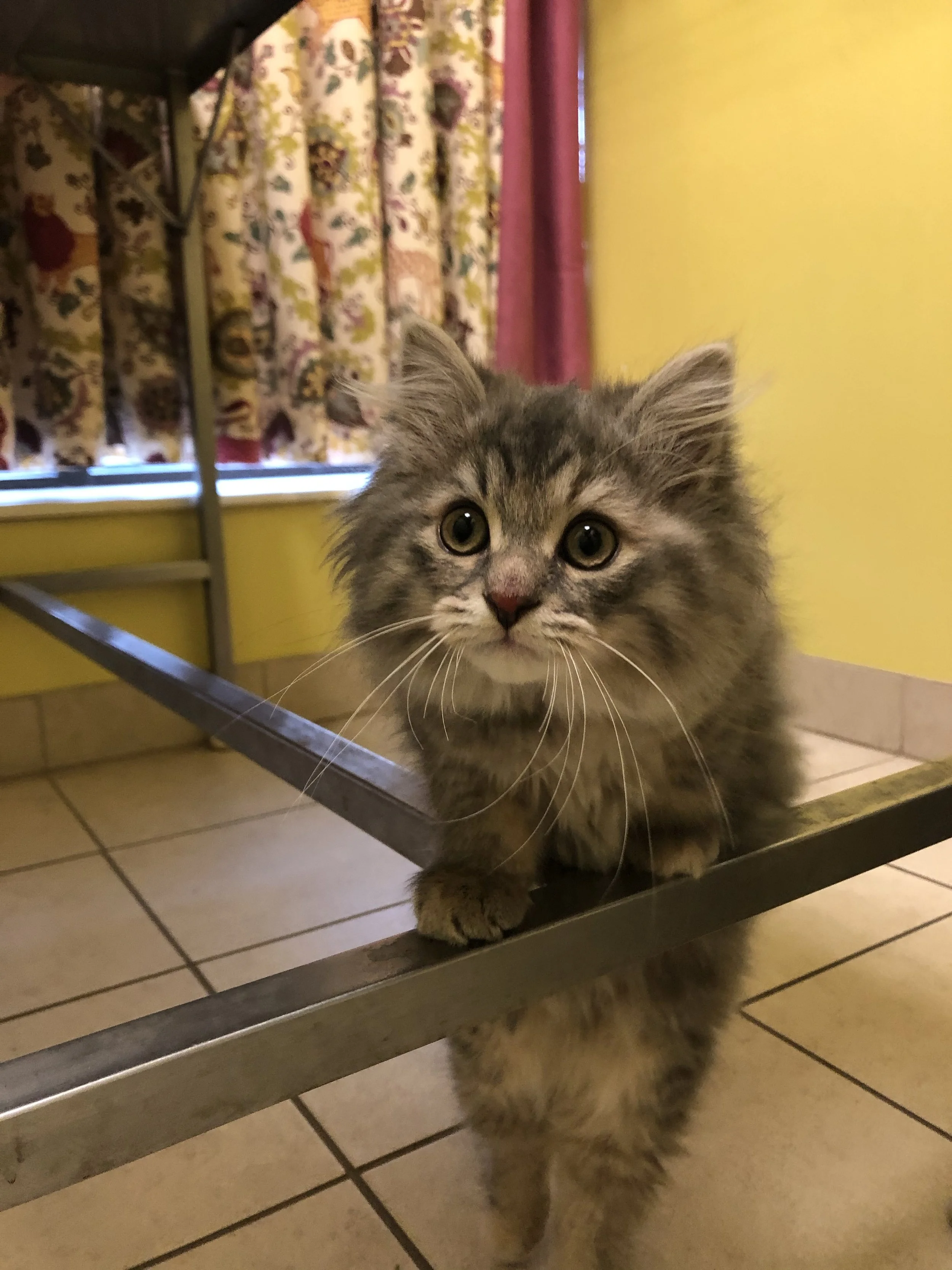 Gray fluffy kitten with large eyes walking on a metal table in a colorful room.