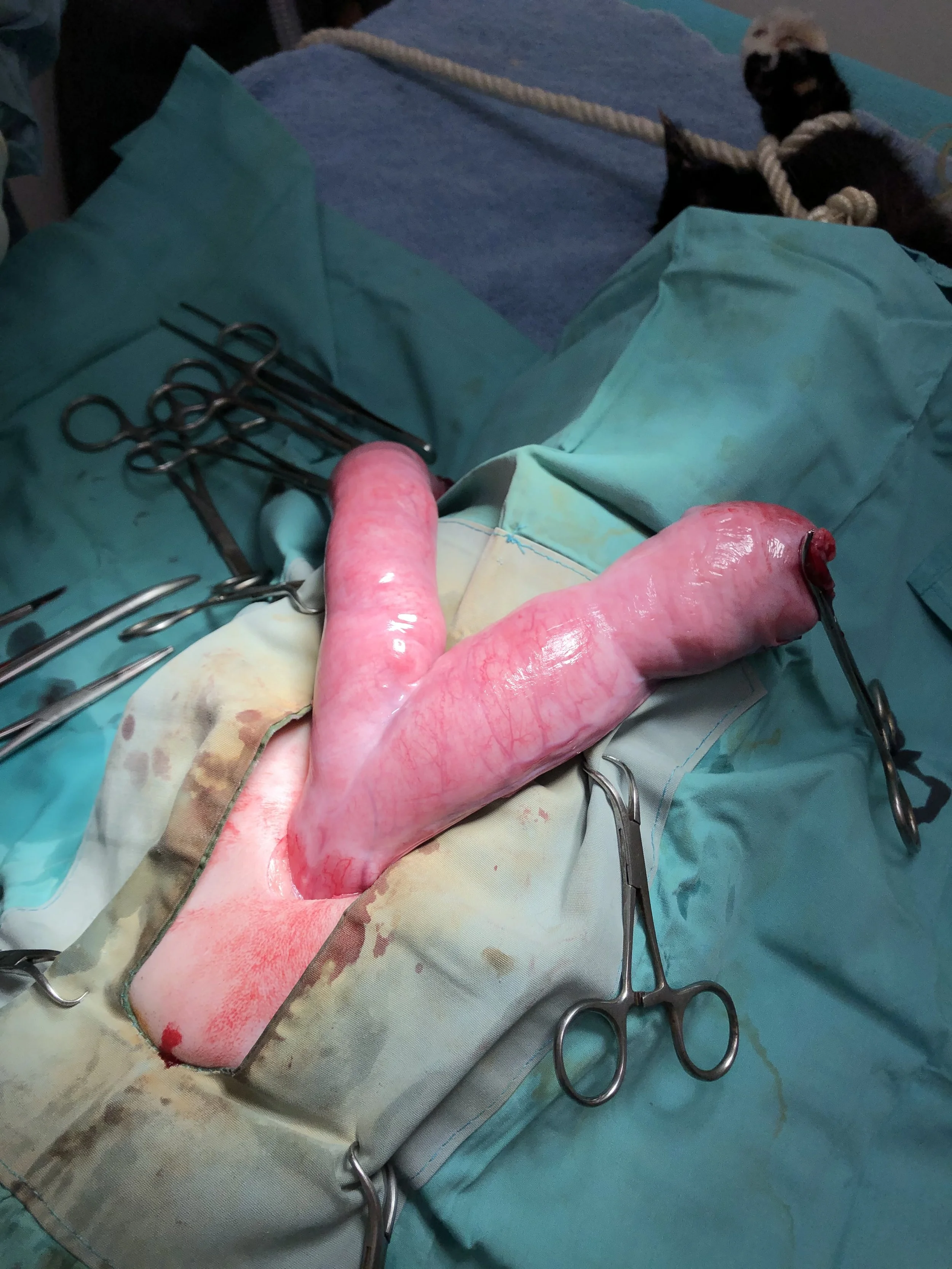 A surgical procedure in progress with a large, exposed organ, possibly a kidney, on a sterile surgical drape with surgical tools surrounding it, and a dog in a harness is visible in the background.