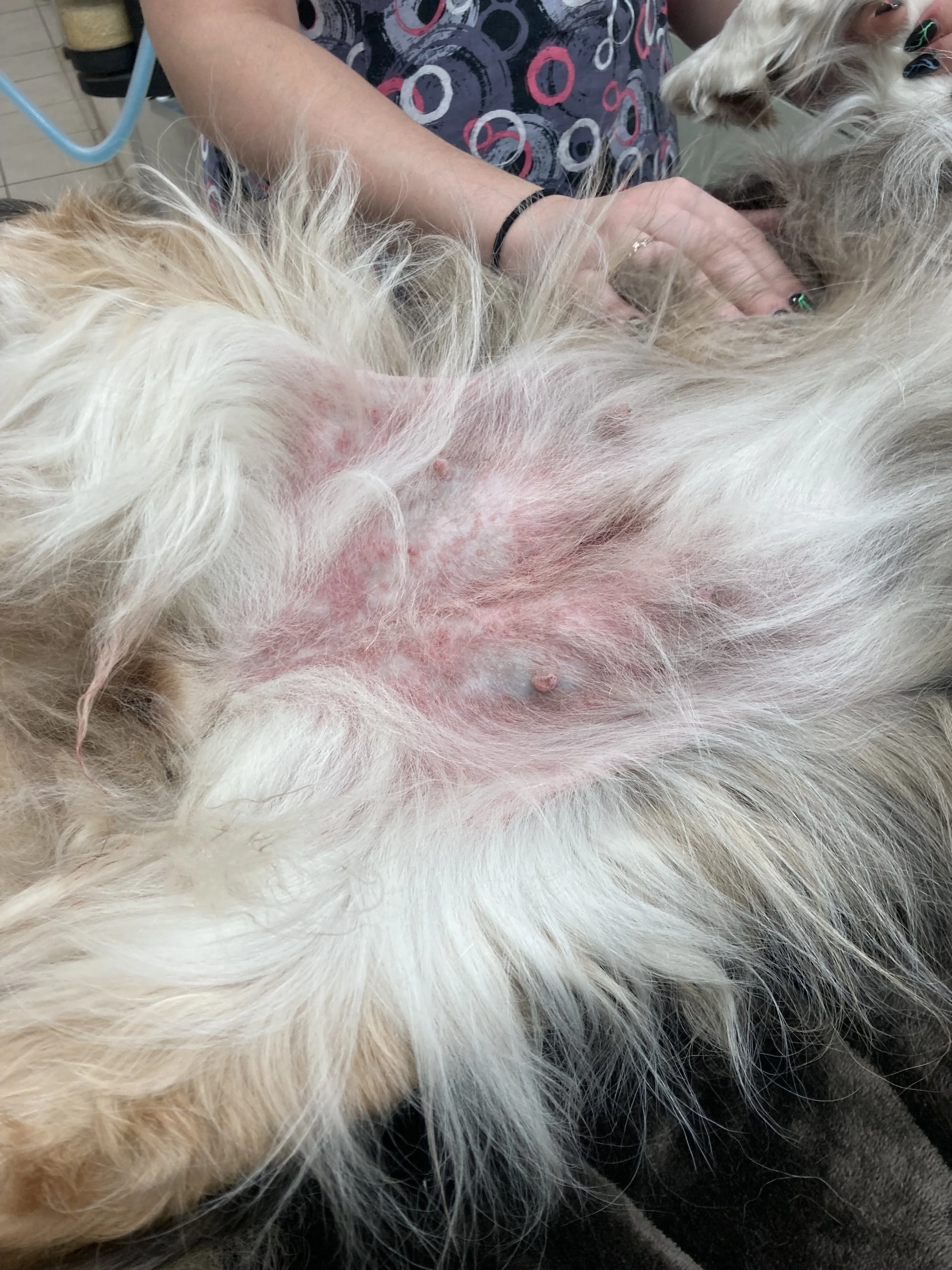 Close-up of a dog with a shaved area exposing pink skin and small bumps, possibly at a veterinary clinic. A person is gently holding the dog.