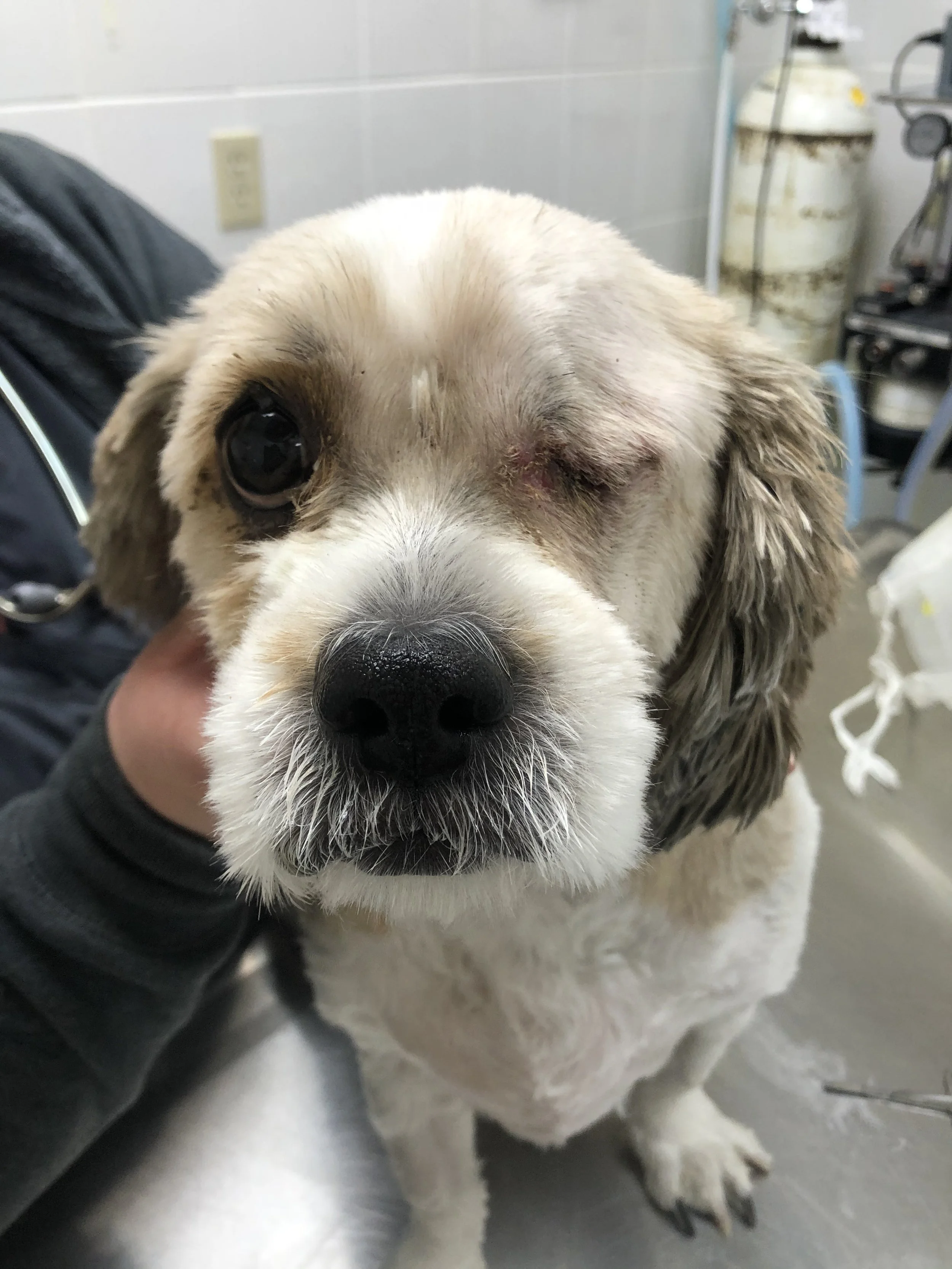 A dog with swollen areas and an eye injury in a veterinary clinic.