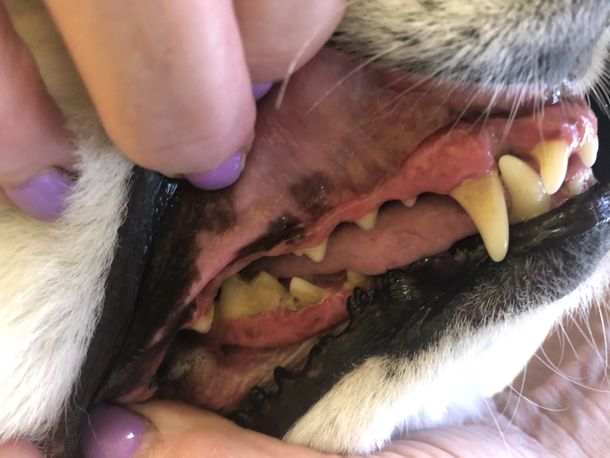 Close-up of a dog’s open mouth with visible teeth, gums, and tongue, held open with a person's hand showing purple fingernail polish.