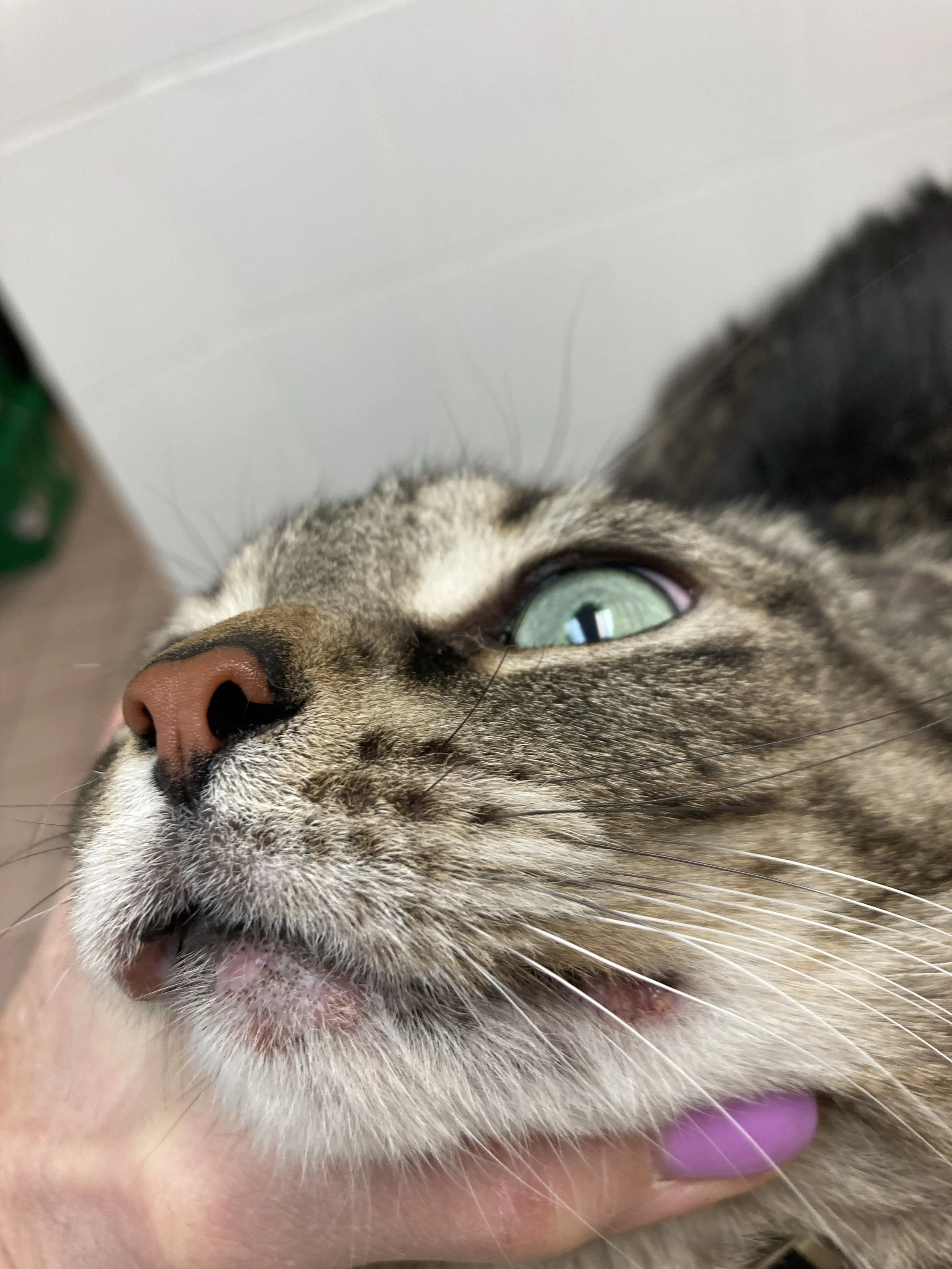 Close-up of a tabby cat's face with green eyes, pink nose, and white and brown fur, being gently held by a person with purple nail polish.