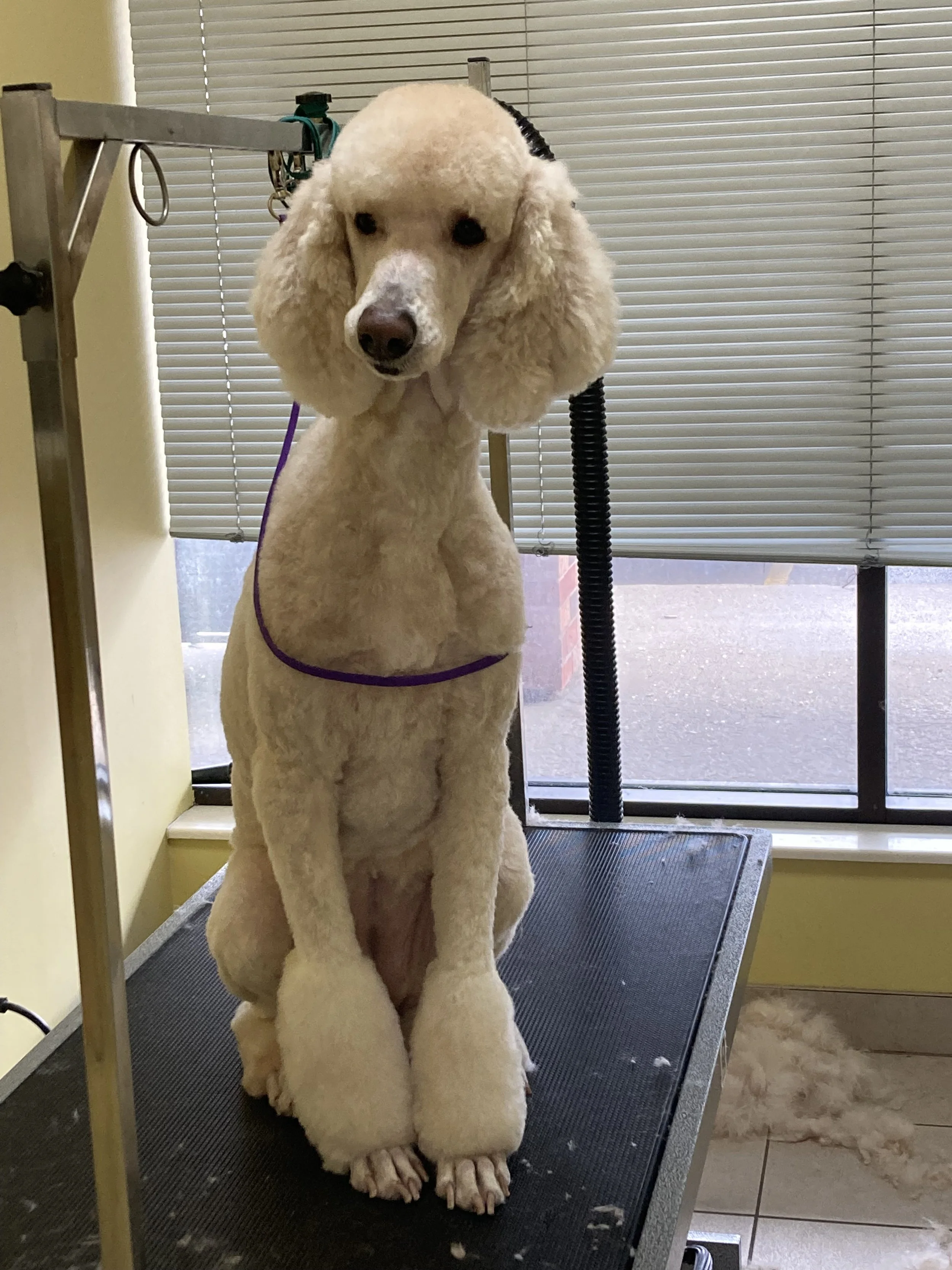 A poodle getting groomed on a grooming table with grooming tools and blinds in the background.