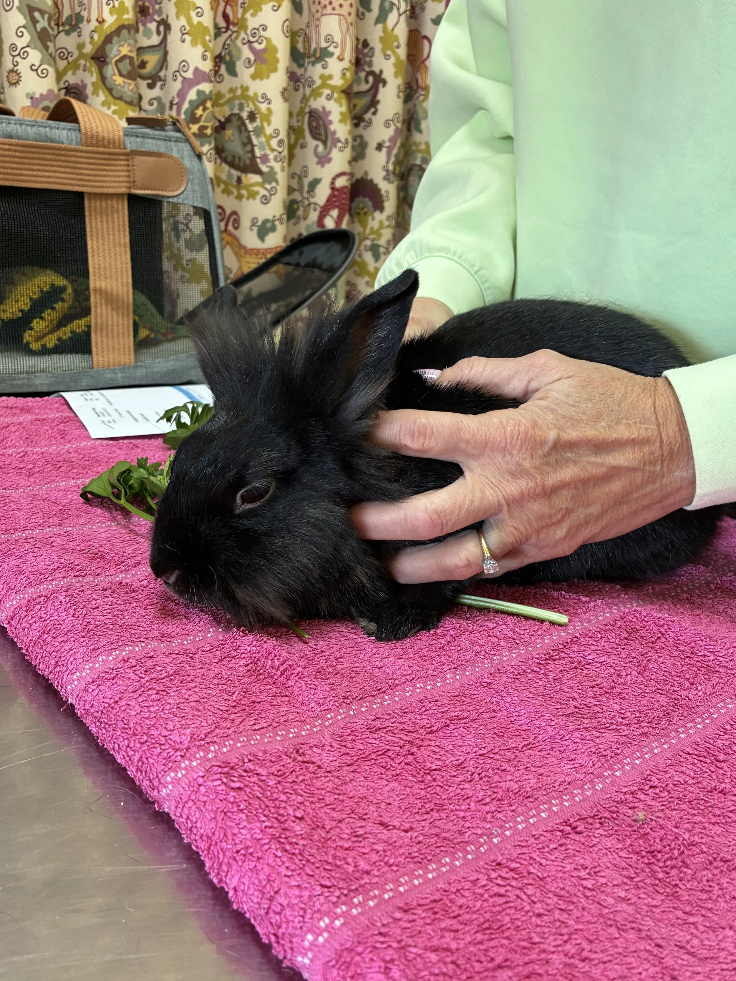 Rabbit Vaccinations Guelph