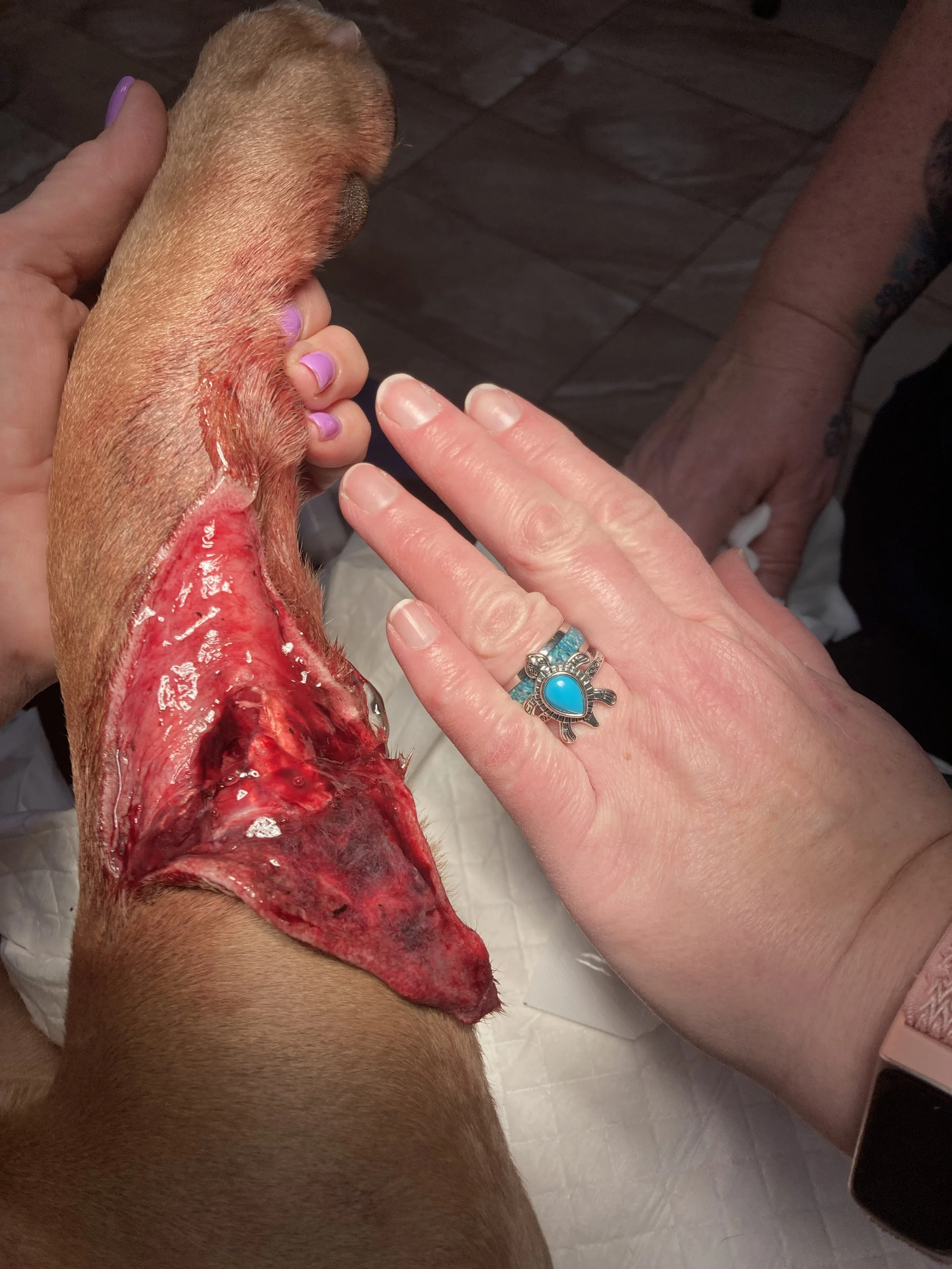 A dog with a large, open wound on its leg being held and examined by a person with a turquoise ring and a pink watch.