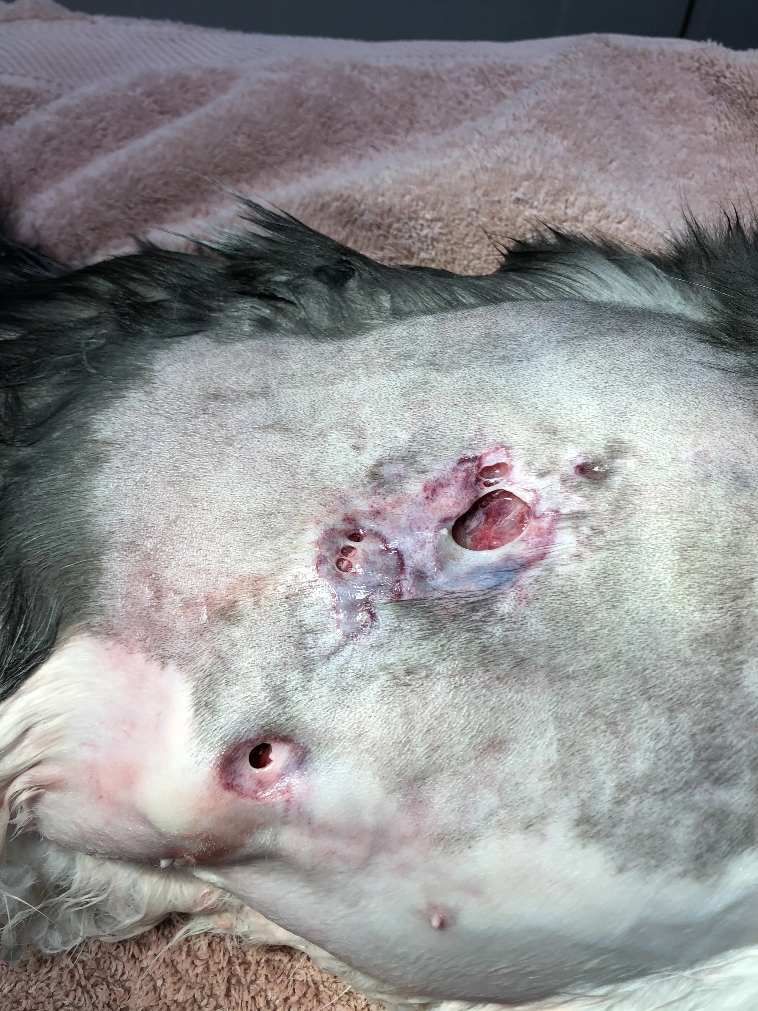 Close-up of a pig's side with multiple open wounds and signs of infection, lying on a pink towel.