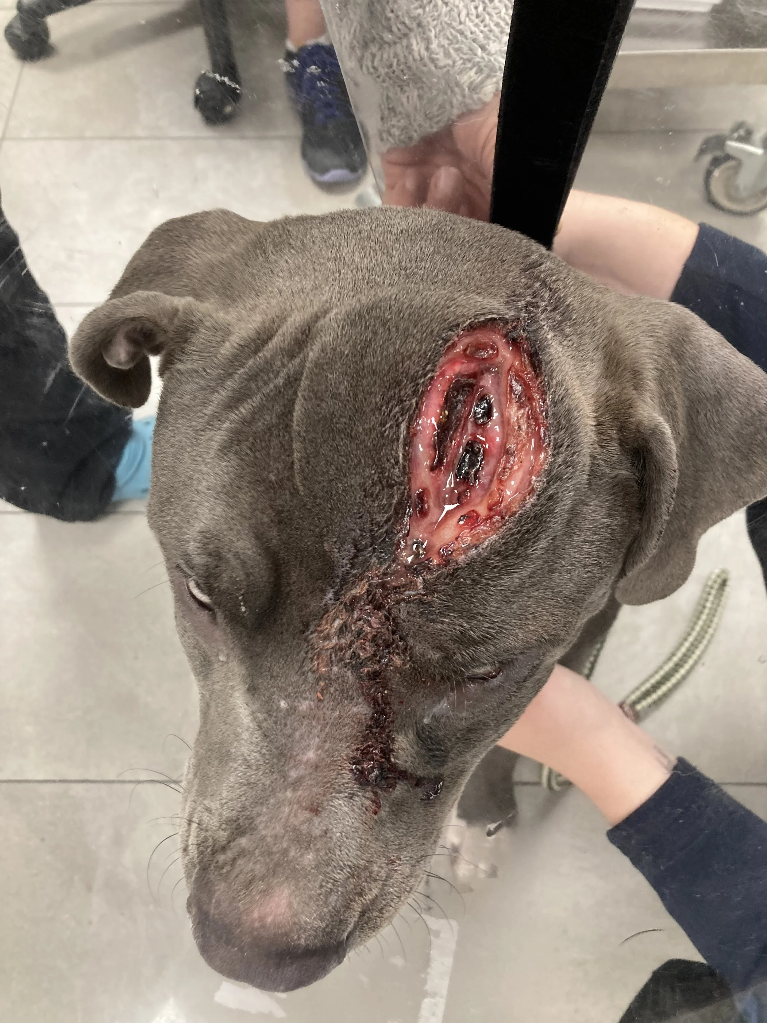 A dog with a large, open wound on its snout showing tissue damage and blood, while people stand around it.
