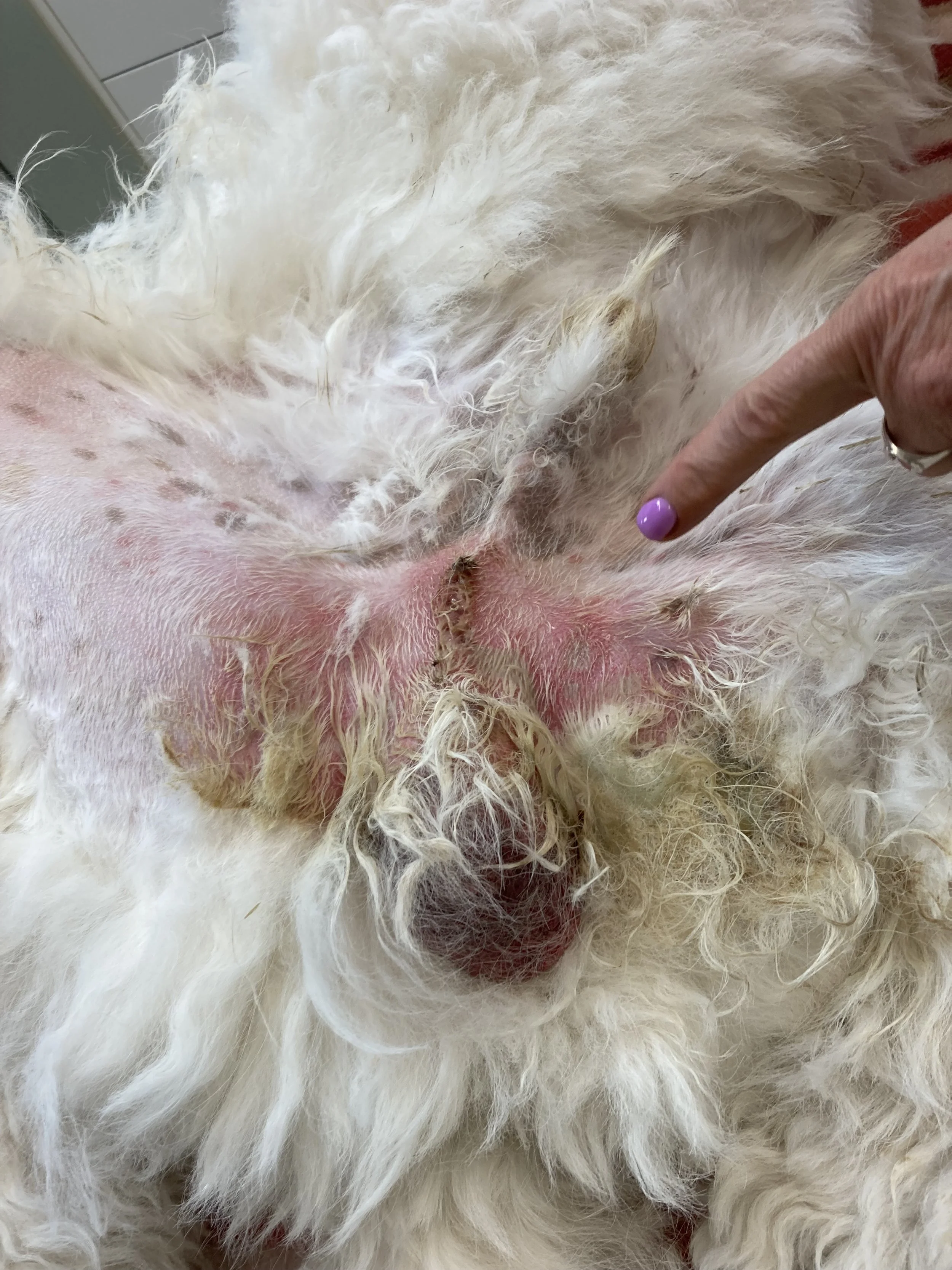 Close-up of a dog’s abdomen with shaved area, showing signs of skin infection or irritation, and a person pointing at the affected area.