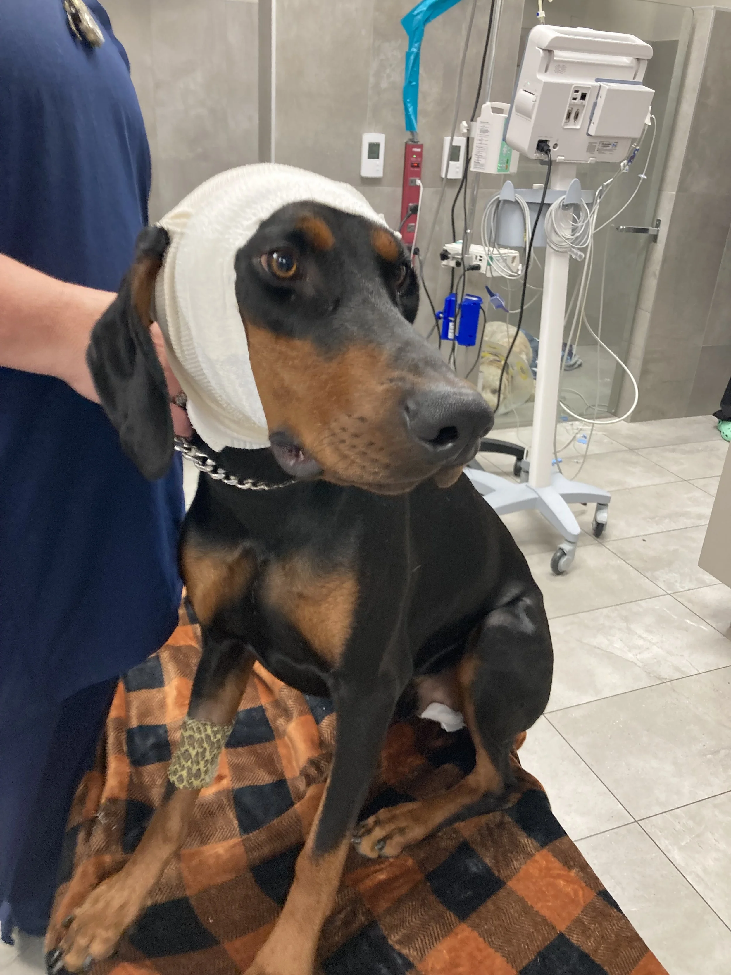 Dog with a bandaged leg sitting on a blanket at veterinary clinic, surrounded by medical equipment.