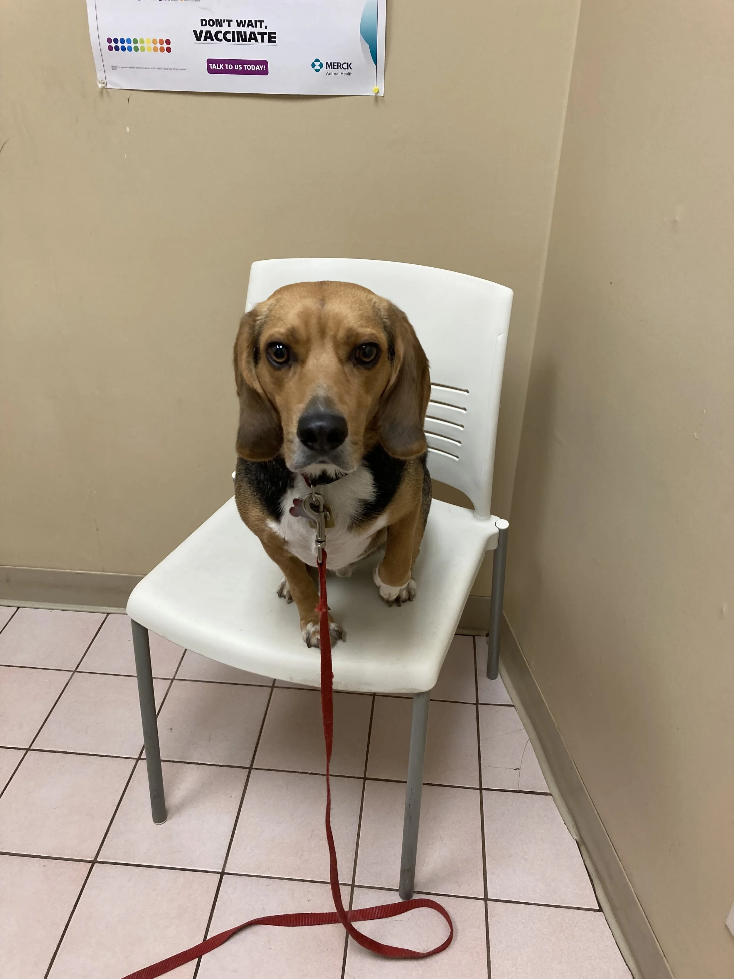 Dog Vaccinations Guelph