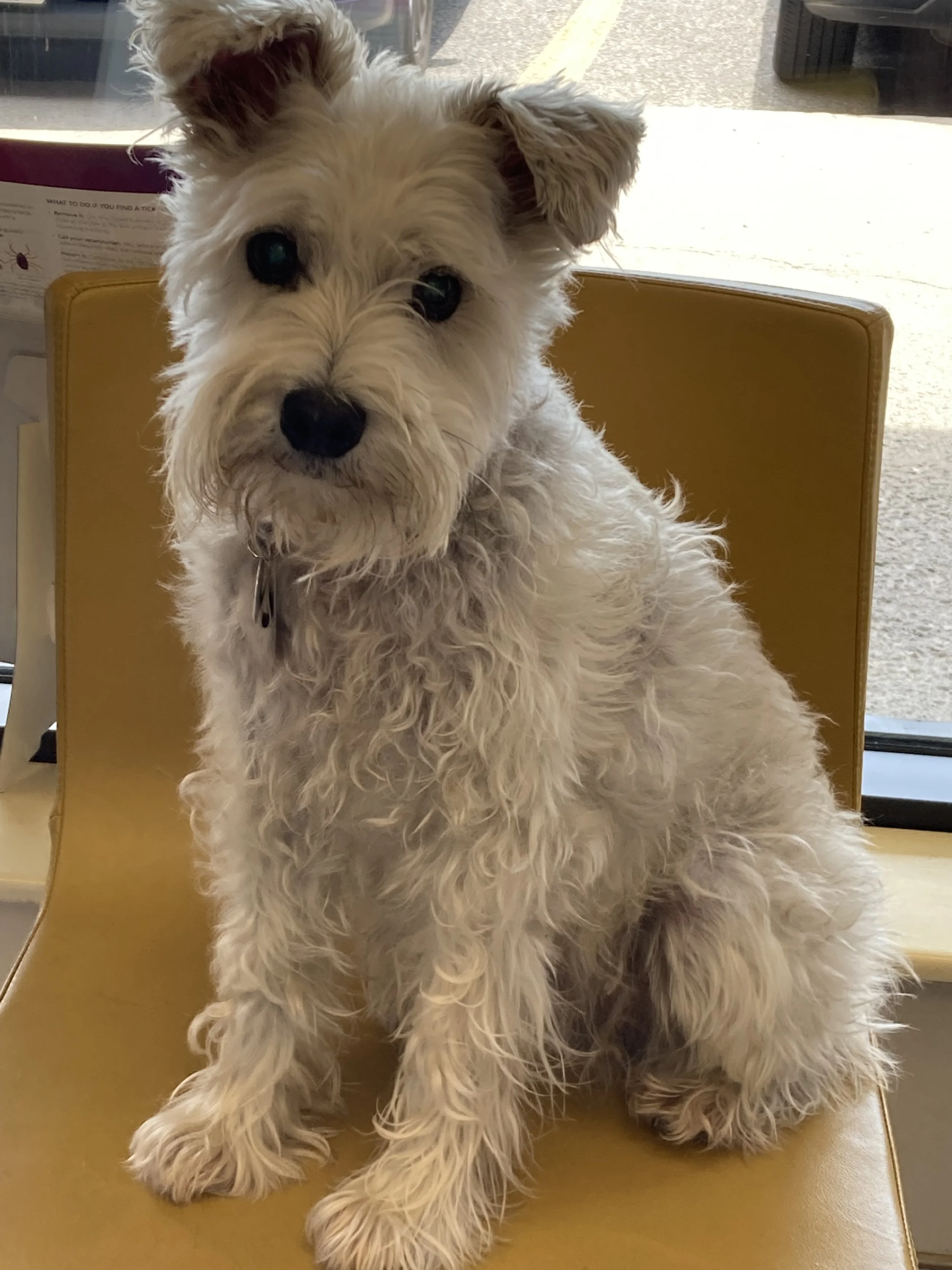 Cute, fluffy white dog with dark eyes sitting on a yellow chair near a window