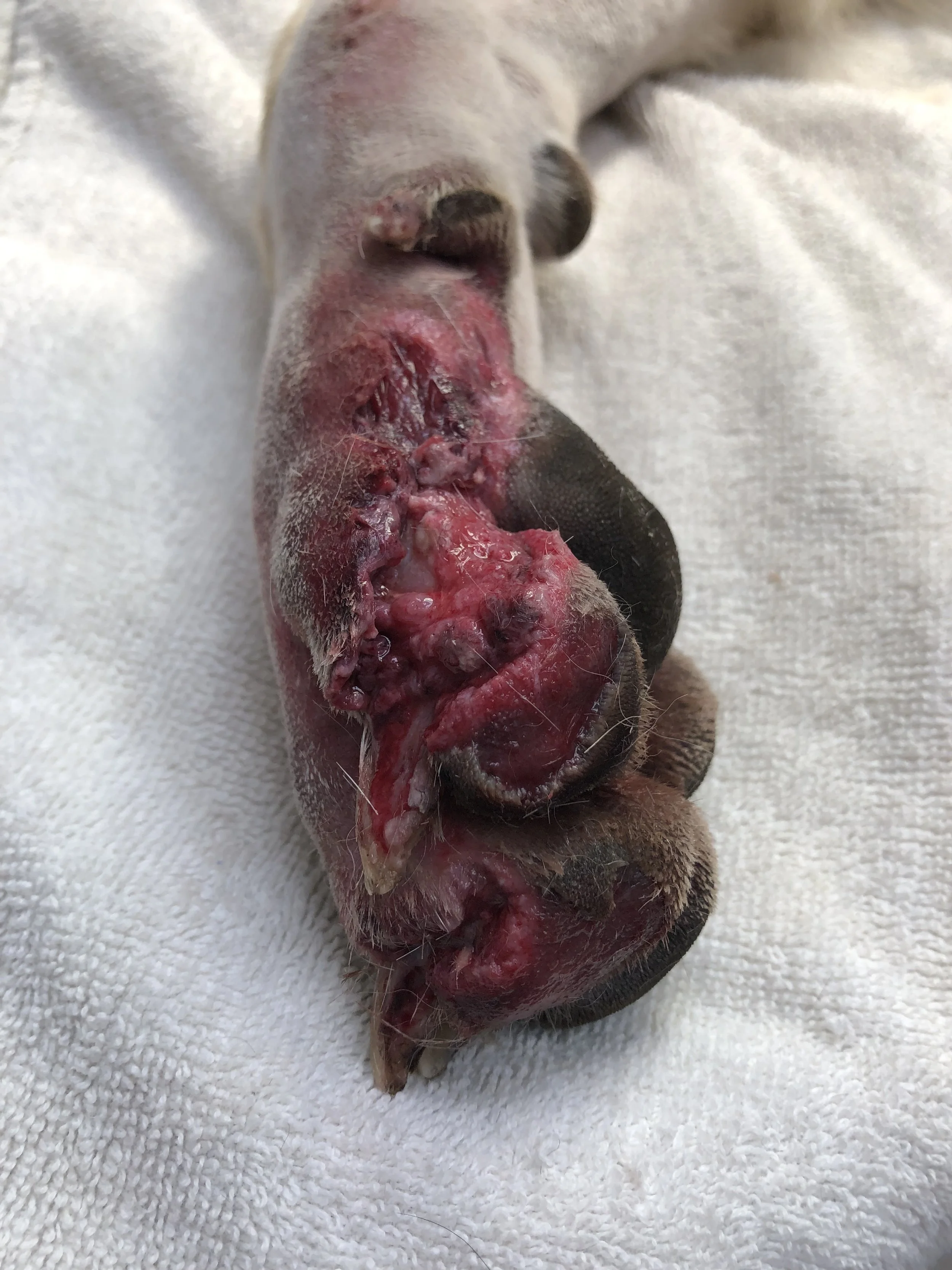 Close-up of a dog's paw with severe skin damage, redness, swelling, and open sores.