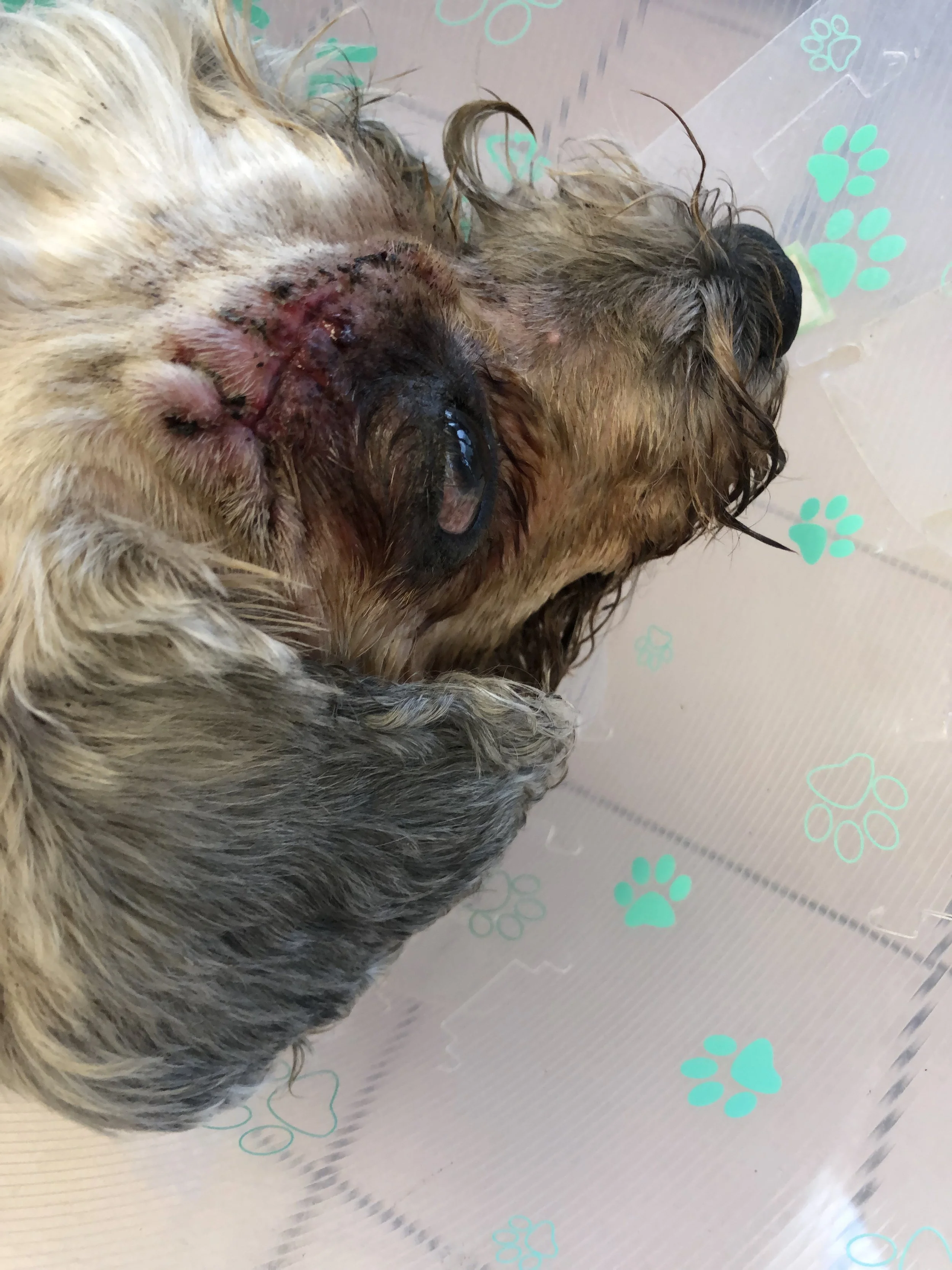 A wounded, wet small dog lying on a surface with paw print patterns, showing an injury on its snout.