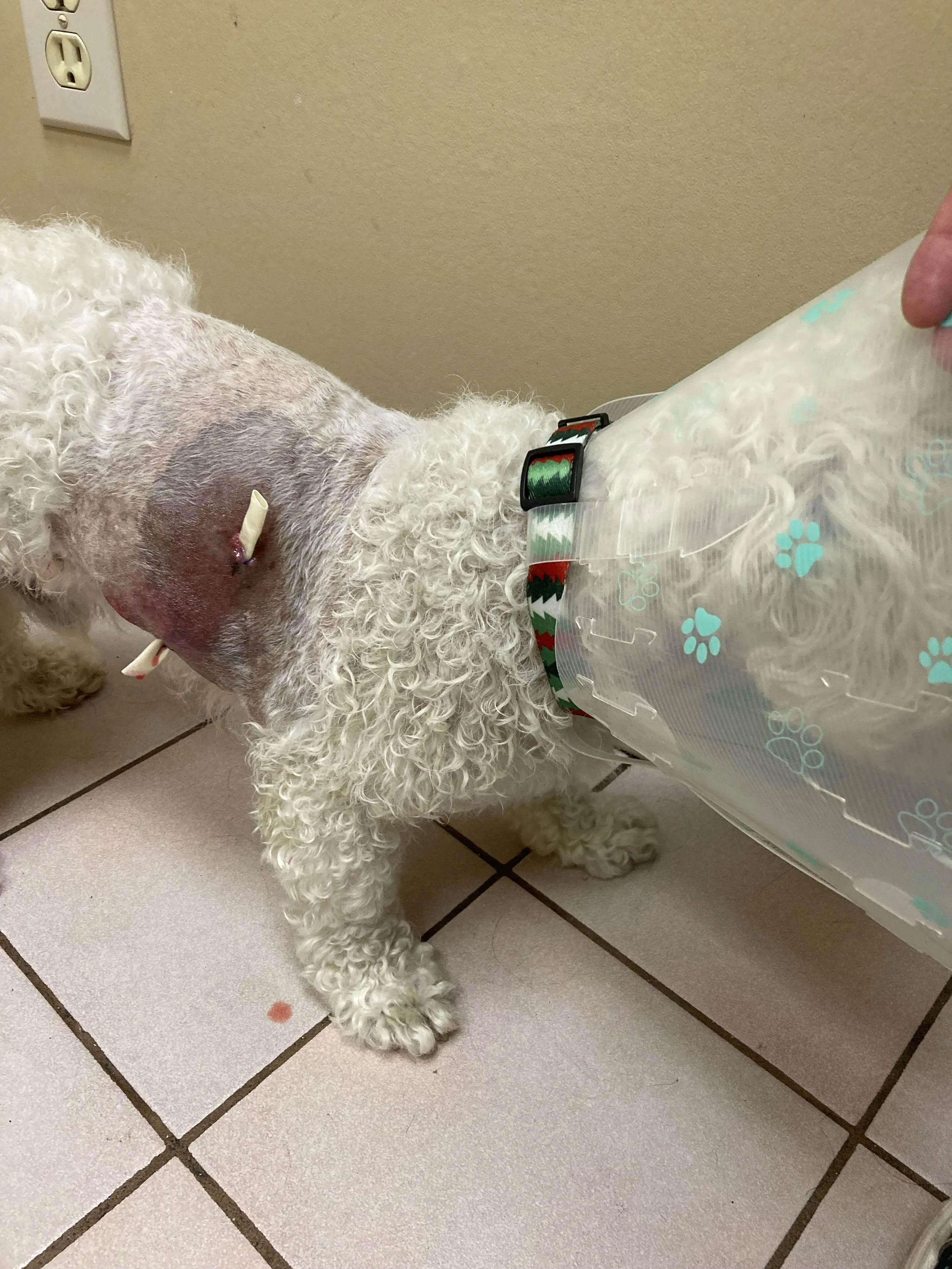 A dog with a shaved area on its side receiving medical treatment, wearing a cone with blue paw prints, lying on a tiled floor in a veterinary clinic.