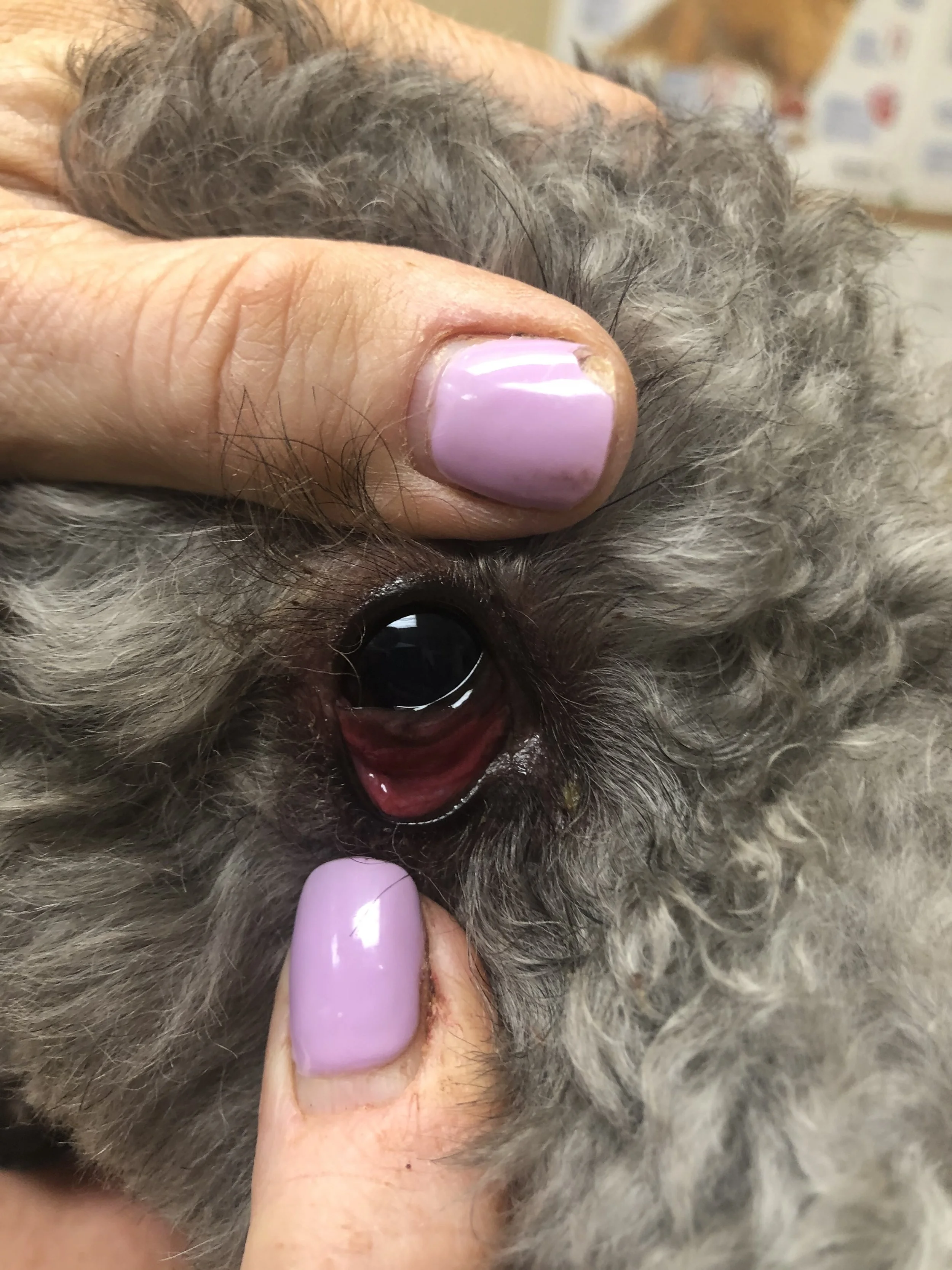 Close-up of a person examining a small dog’s ear, which is red and inflamed, with the person's fingers holding the ear open.