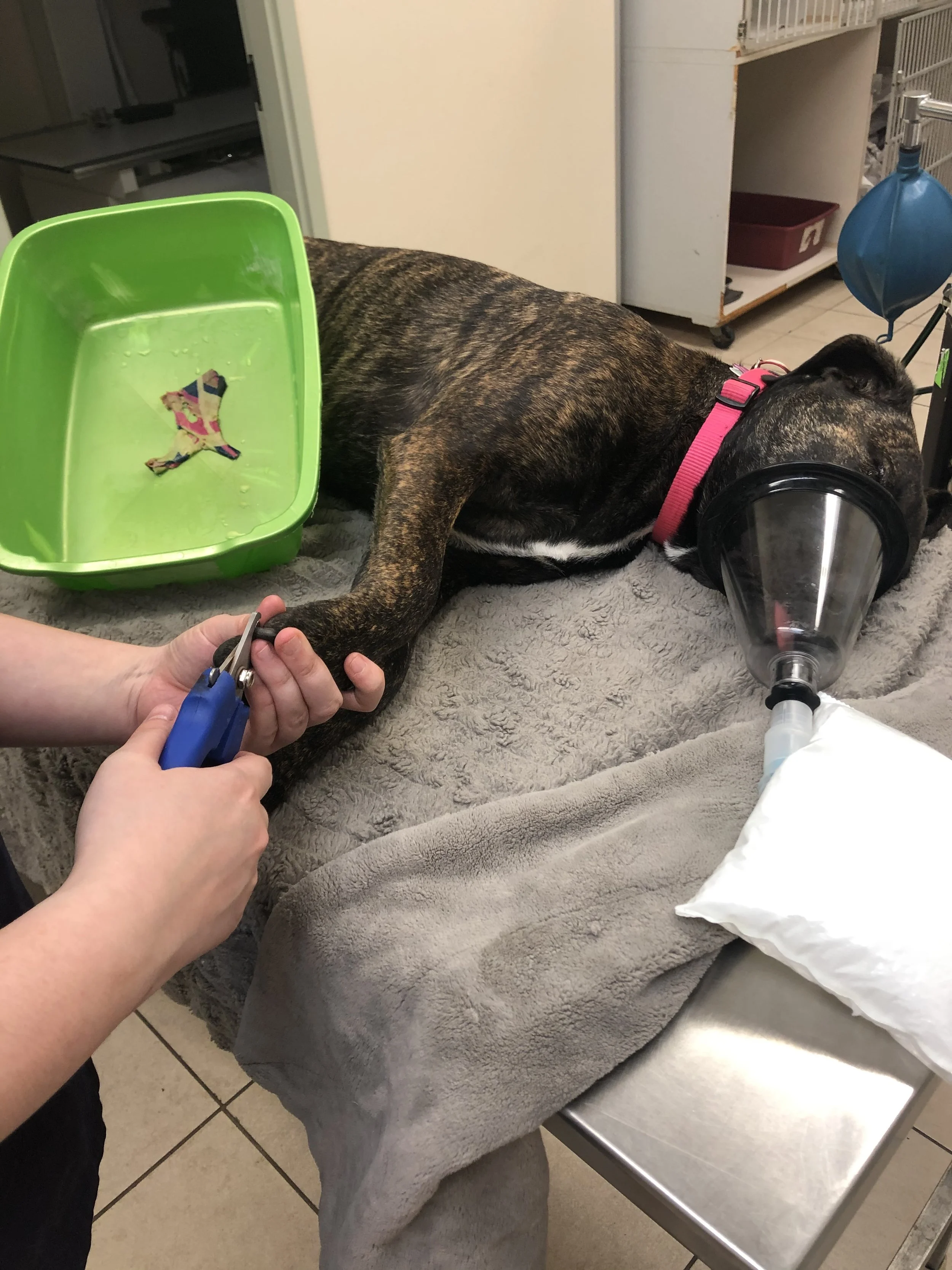 A veterinarian uses scissors to trim a dog’s nails while the dog lies on a table with a gray blanket. The dog is wearing a pink collar and has an oxygen mask on its face. There is a green tray with a toy in it and some medical equipment nearby.