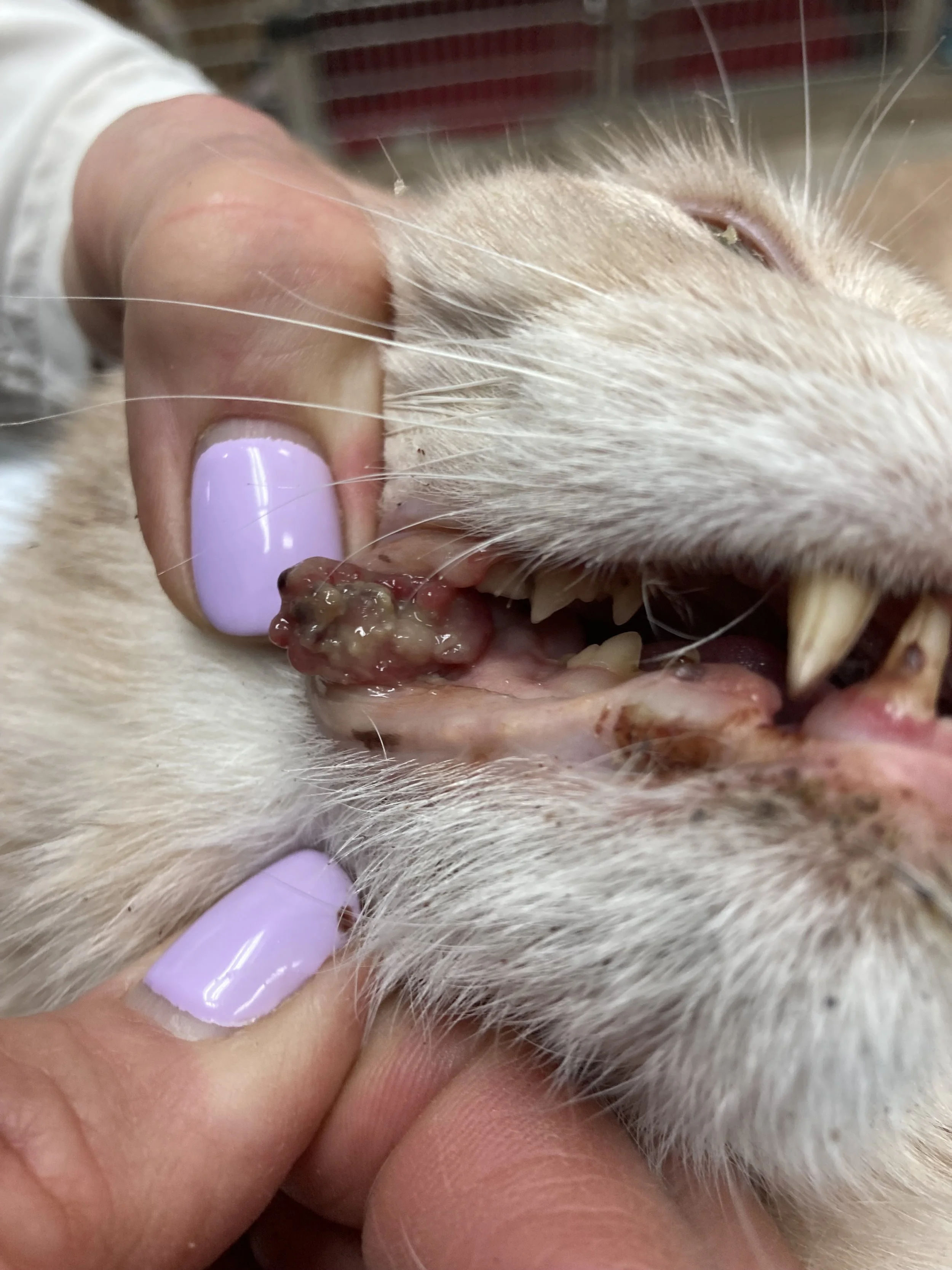 Close-up of a person's hand with purple nail polish examining a cat's mouth showing abnormal growth or tumor on the gums near the teeth.