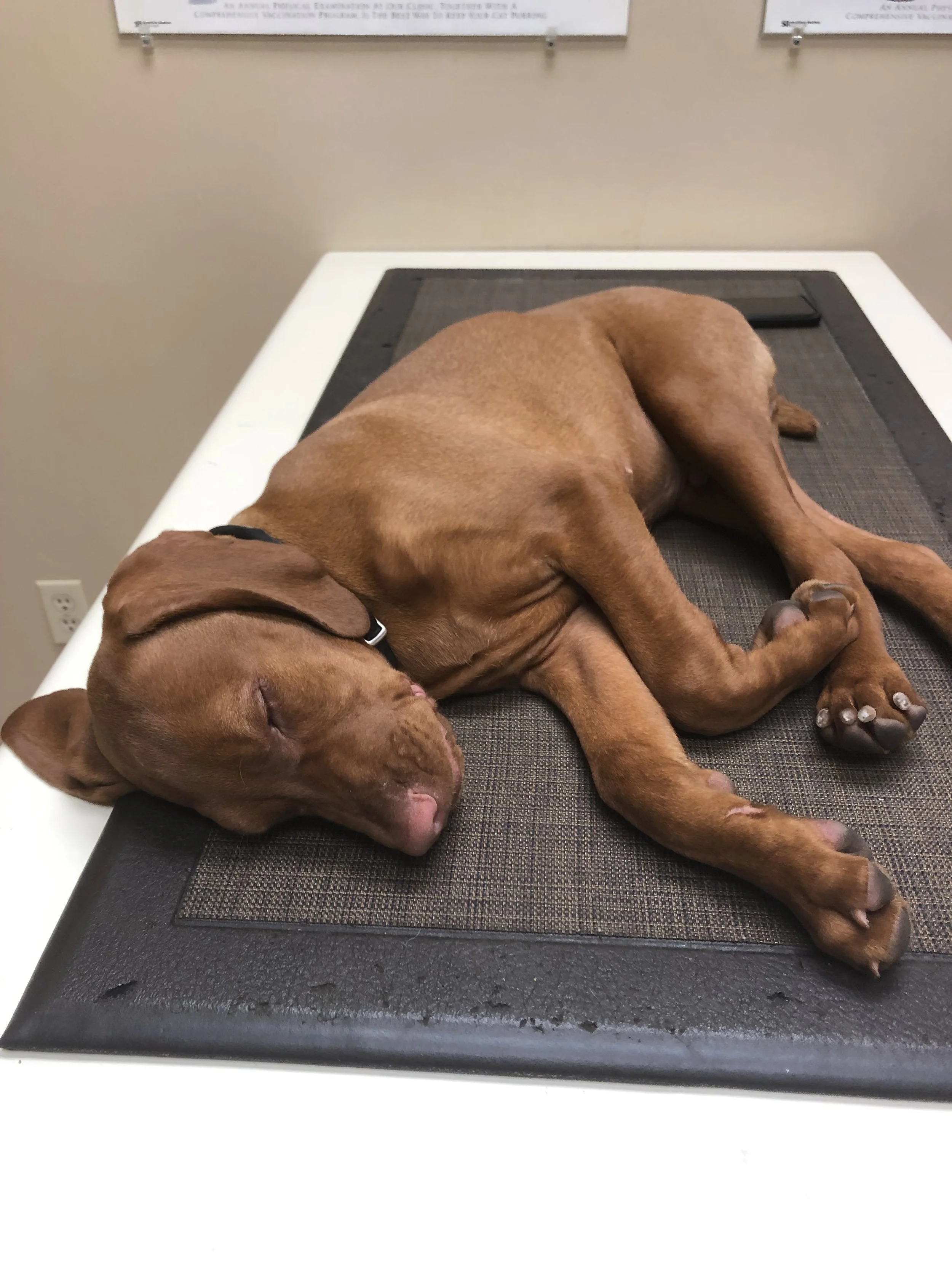 A brown puppy sleeping peacefully on a veterinary examination table.