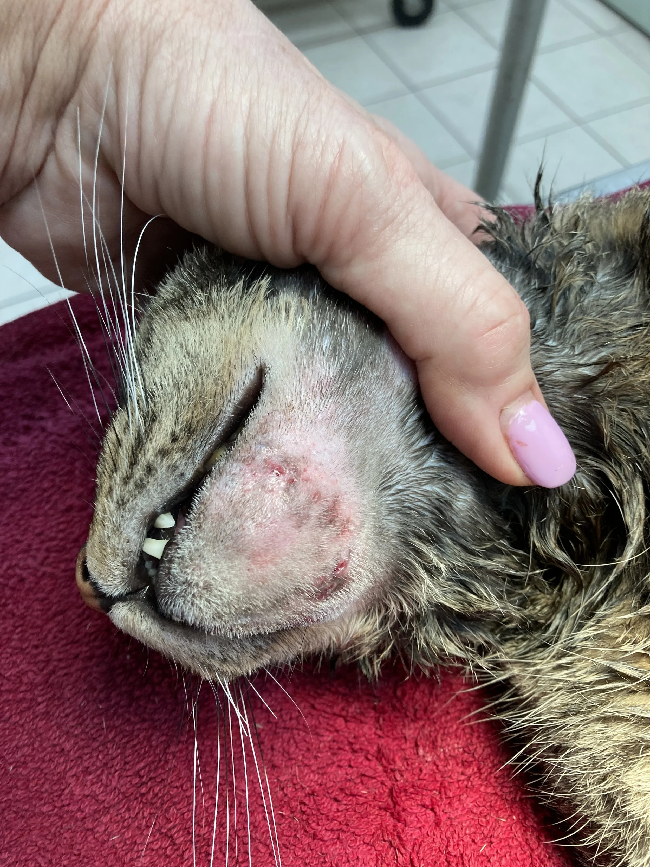 Close-up of a cat’s face with a red, irritated area on the nose, being gently held and examined by a person with pink polish on their fingernails.