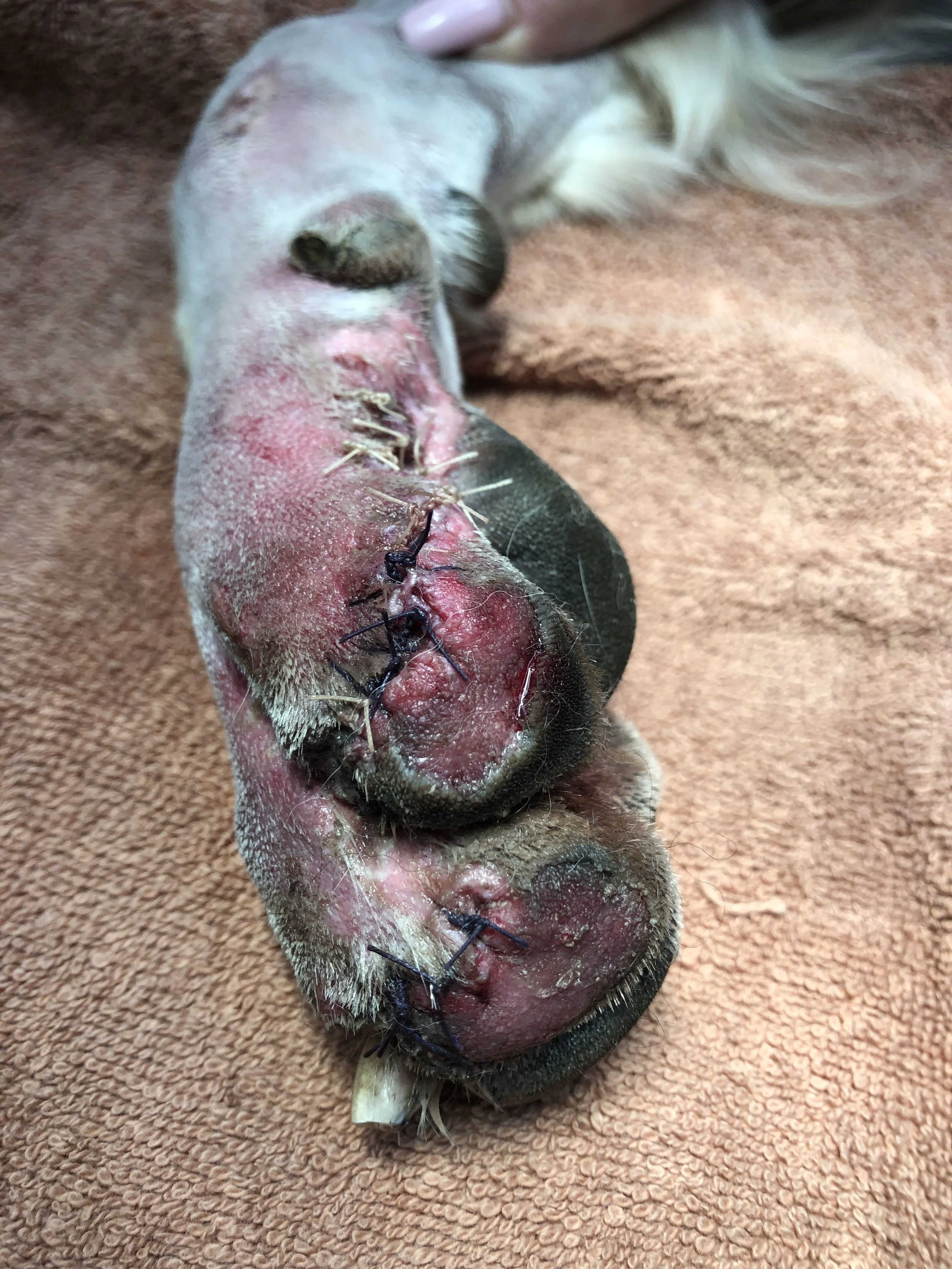 Close-up photograph of a dog's nose with surgical stitches and redness, lying on a brown towel.