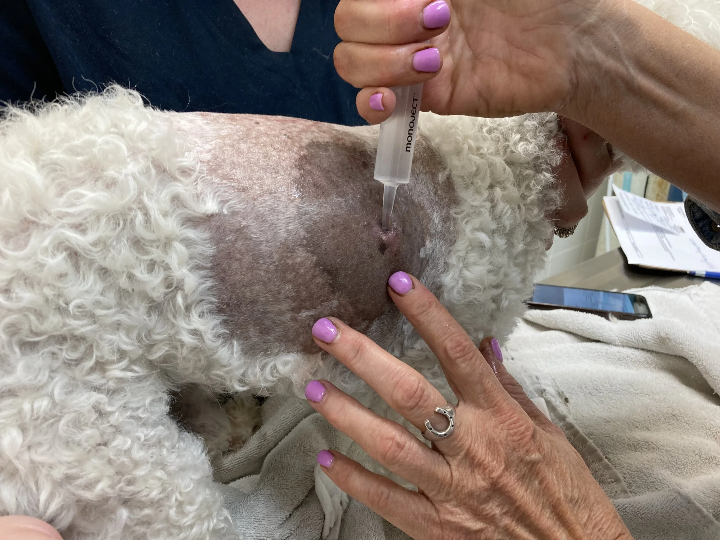A person administering a shot to a sheep's neck using a syringe. The sheep has curly white wool and the setting appears to be a veterinary clinic or farm.