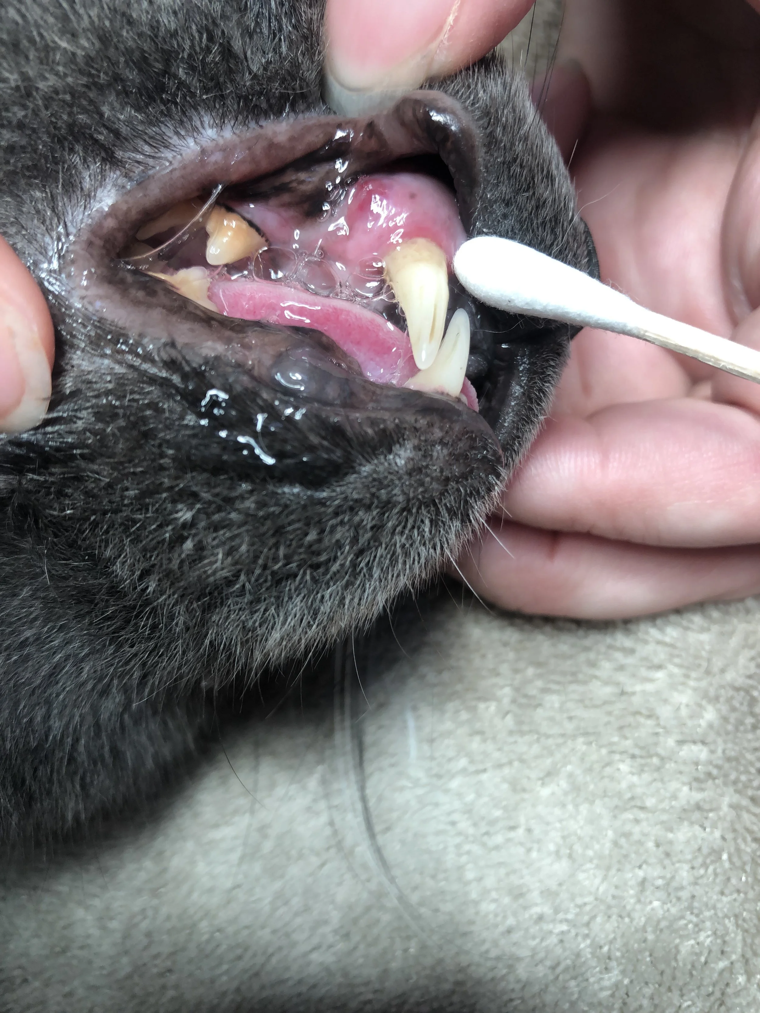 Close-up of a dog's open mouth during a veterinary dental check, showing teeth and gums, with a veterinary swab or instrument.