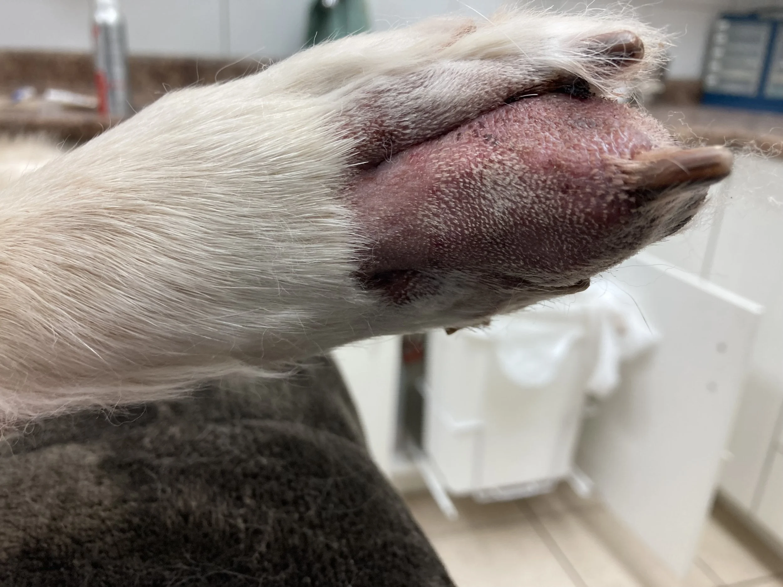 Close-up of a dog's nose and snout, showing pink and black skin with some hair around the nose.