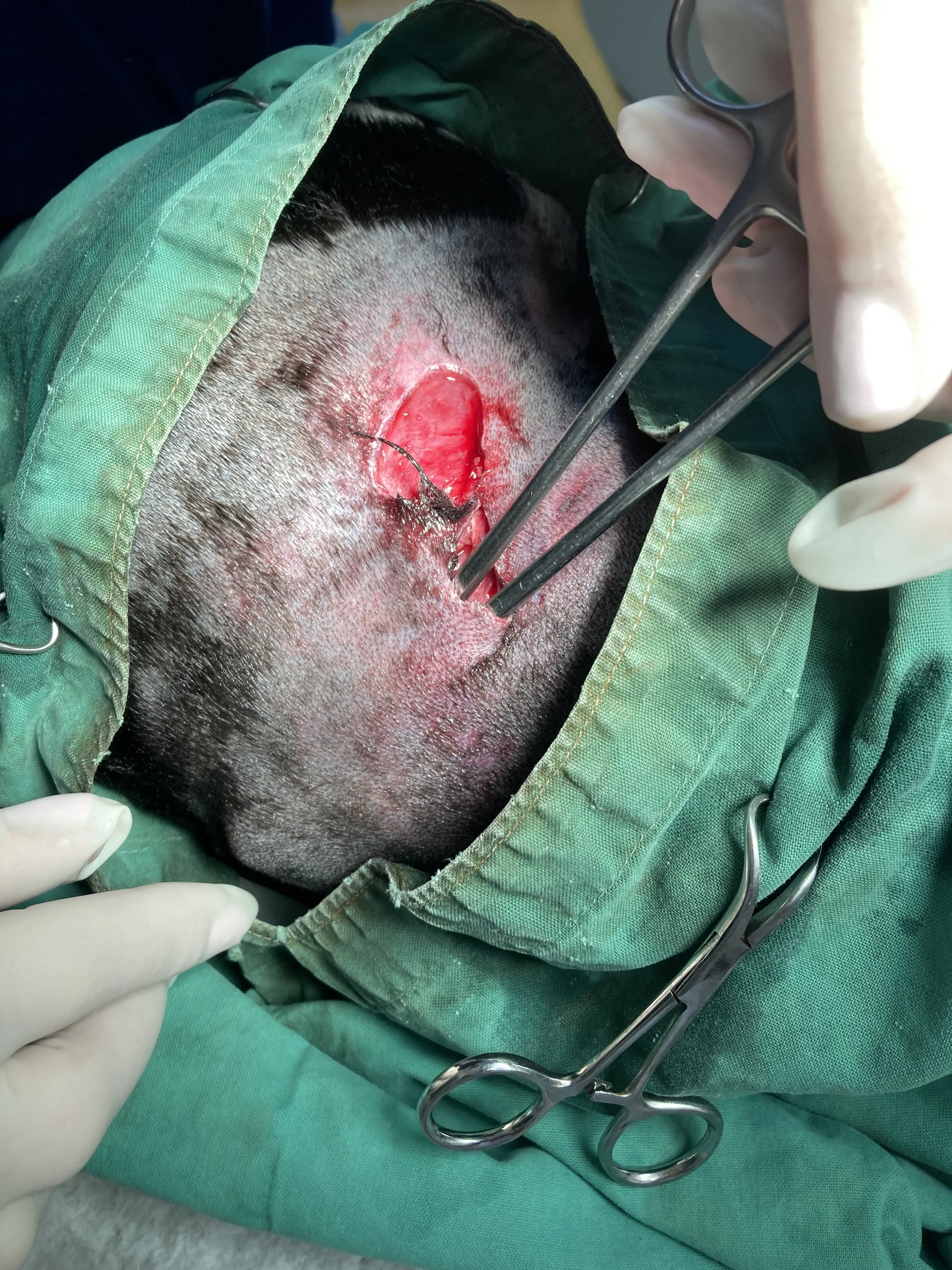A surgical procedure on a dog shows an open wound on the dog’s head with surgical tools, surgical drapes, and gloves visible.