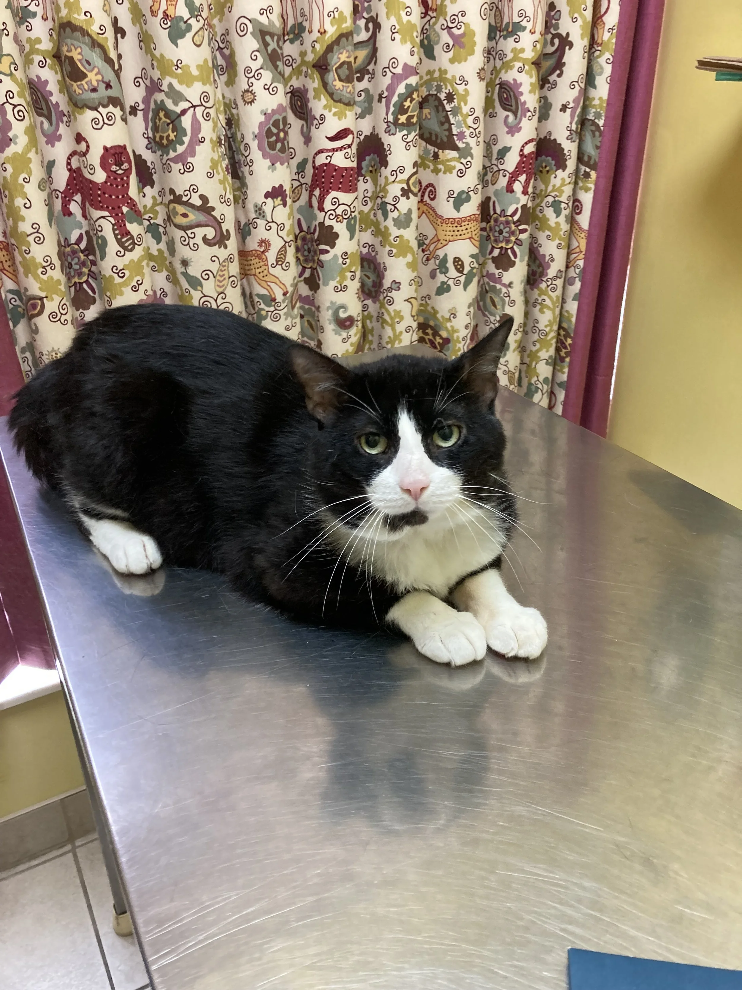 Cat Vaccinations Guelph