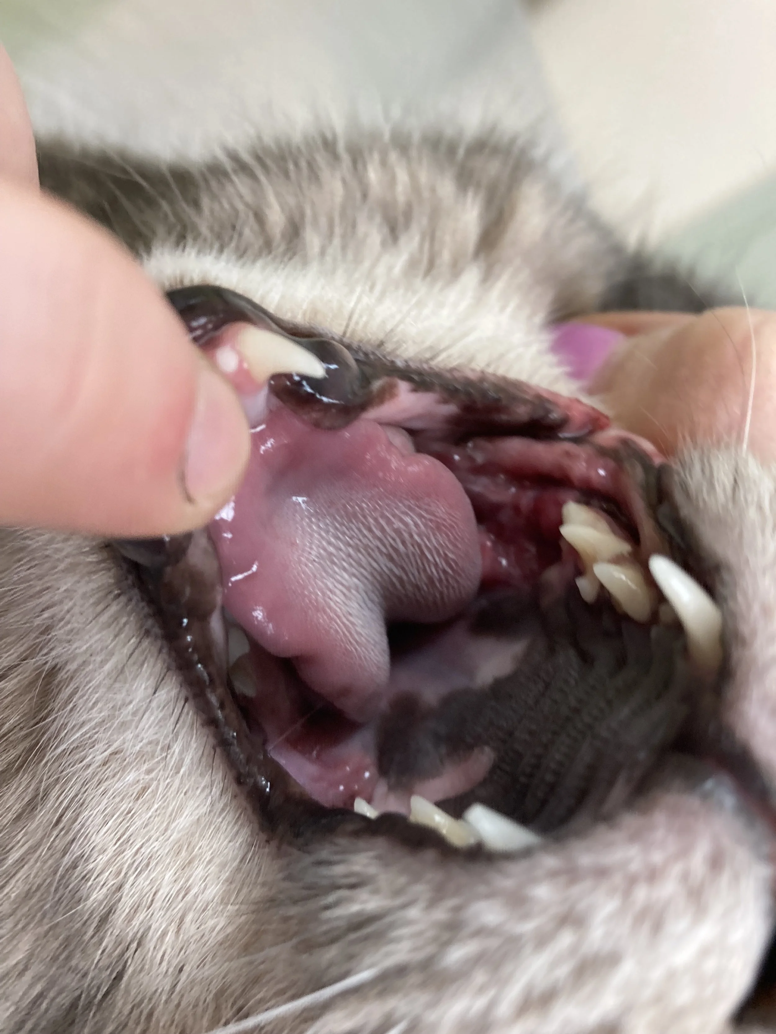 Close-up of a person's finger lifting a cat's lip to show teeth and gums.