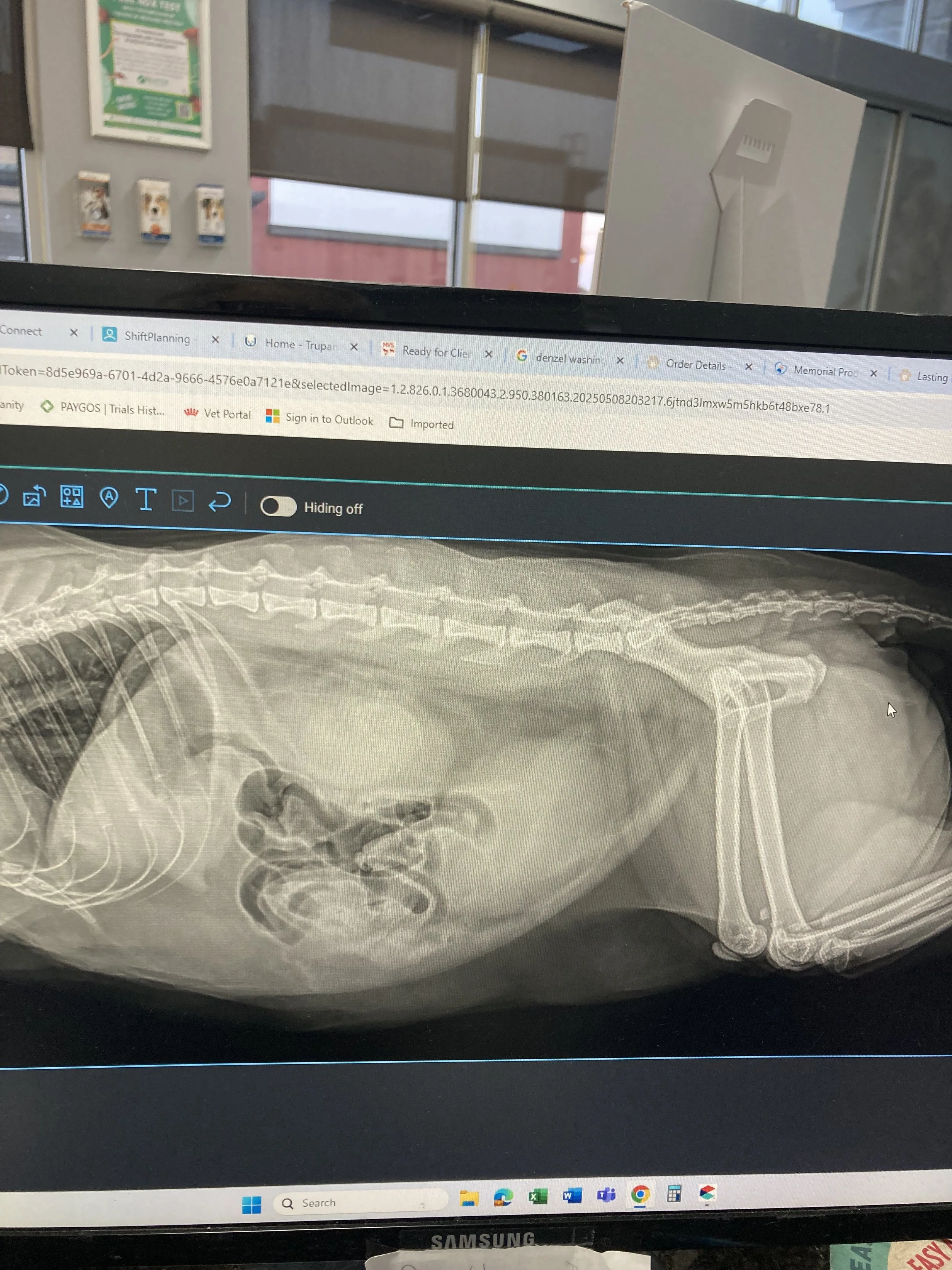 X-ray image of a small dog lying on its side, showing the skull, spine, ribs, and limbs.