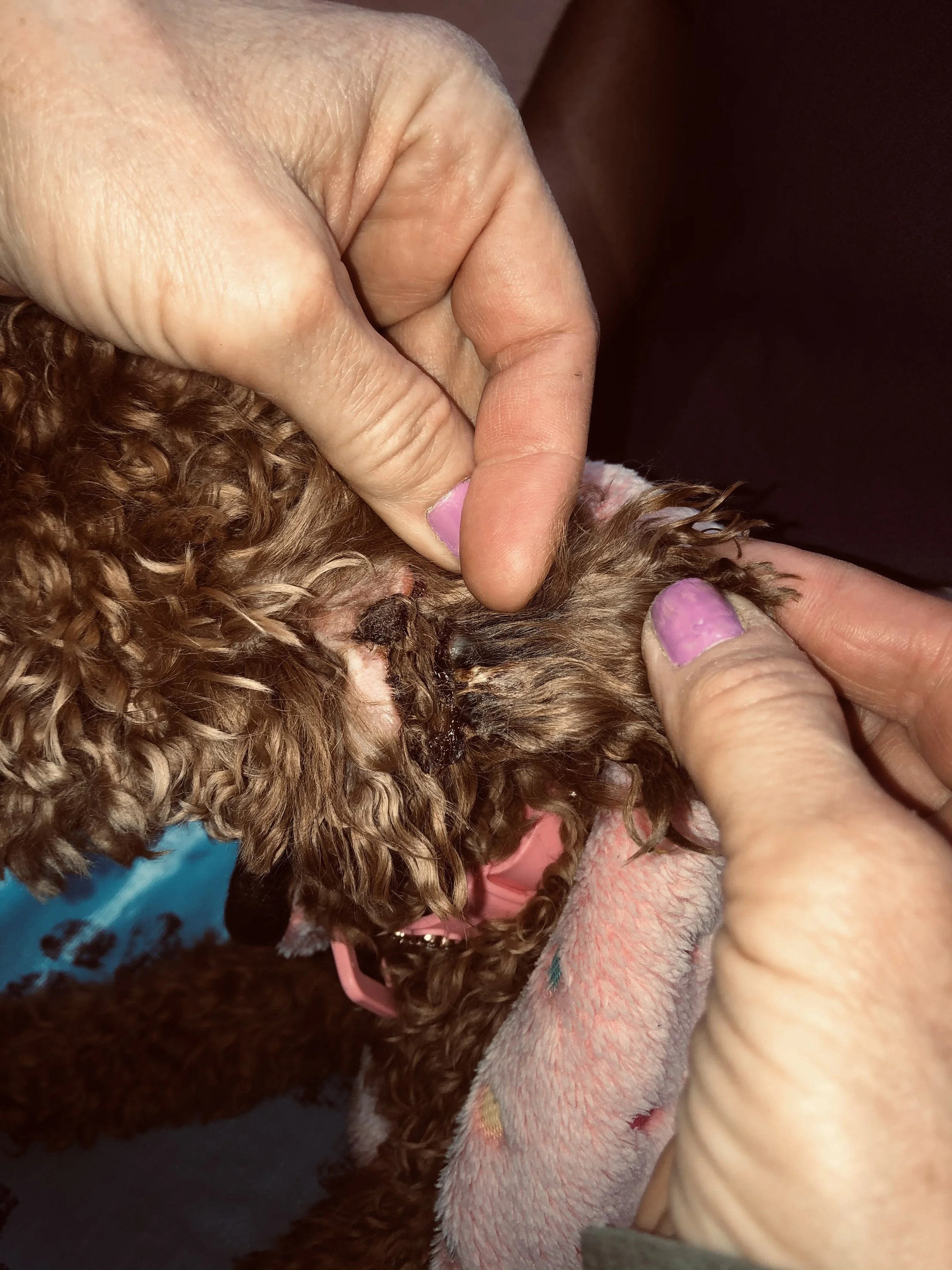 A person examining a small, brown, curly-haired dog, focusing on its mouth or teeth.