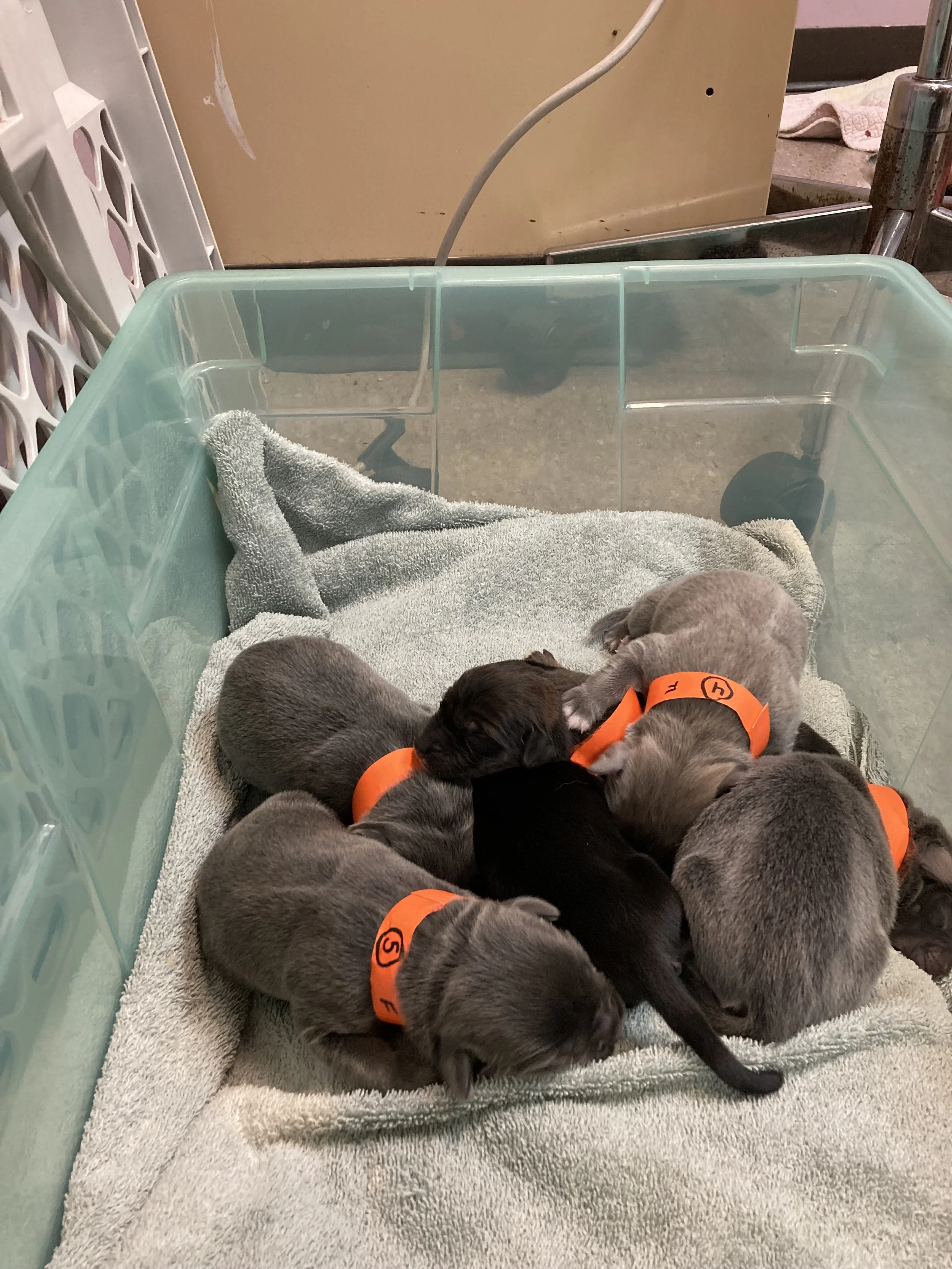 Six newborn puppies, some with orange collar tags, are cuddled together on a towel inside a transparent plastic container.