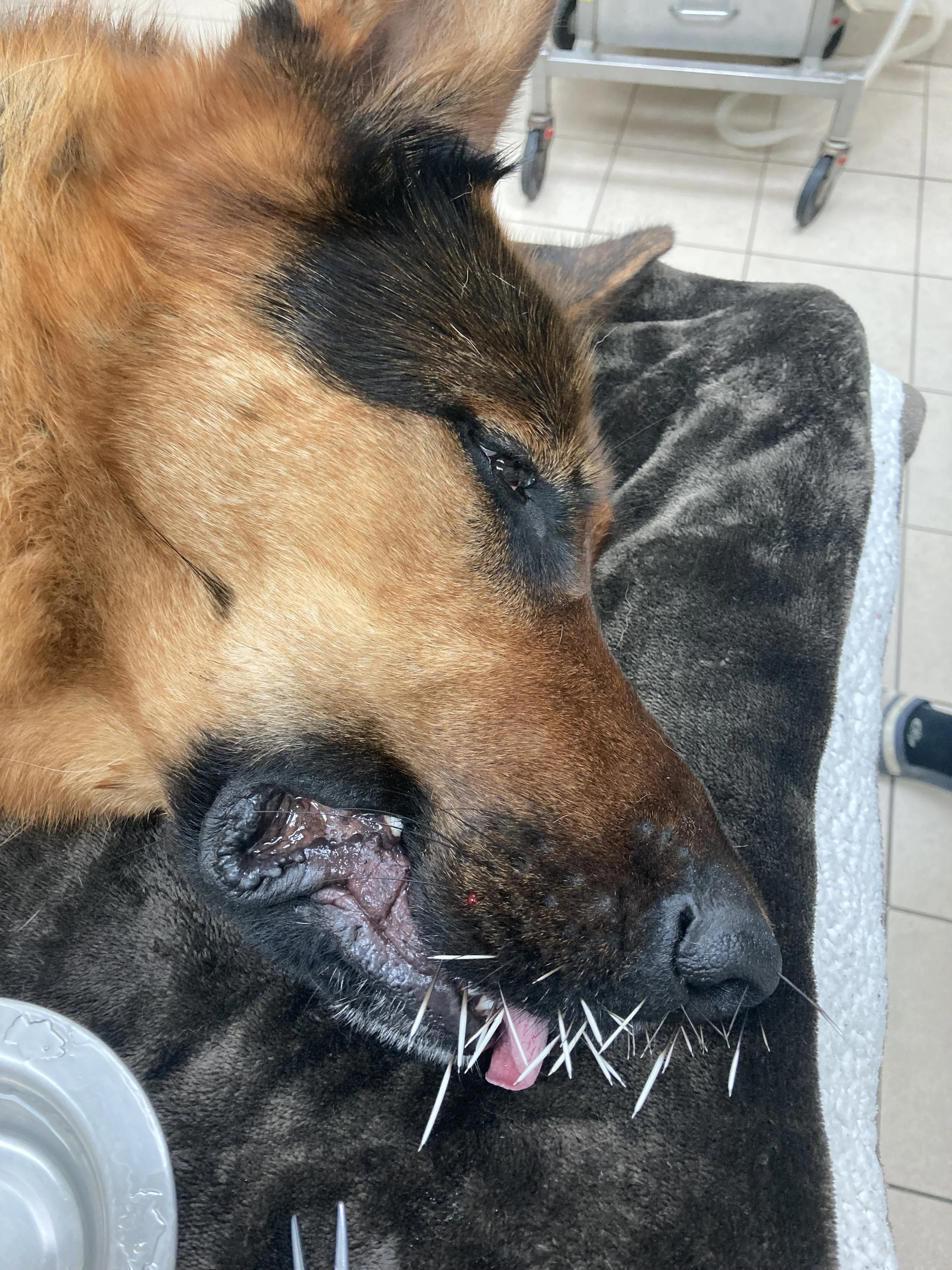 Emergency Vet Guelph