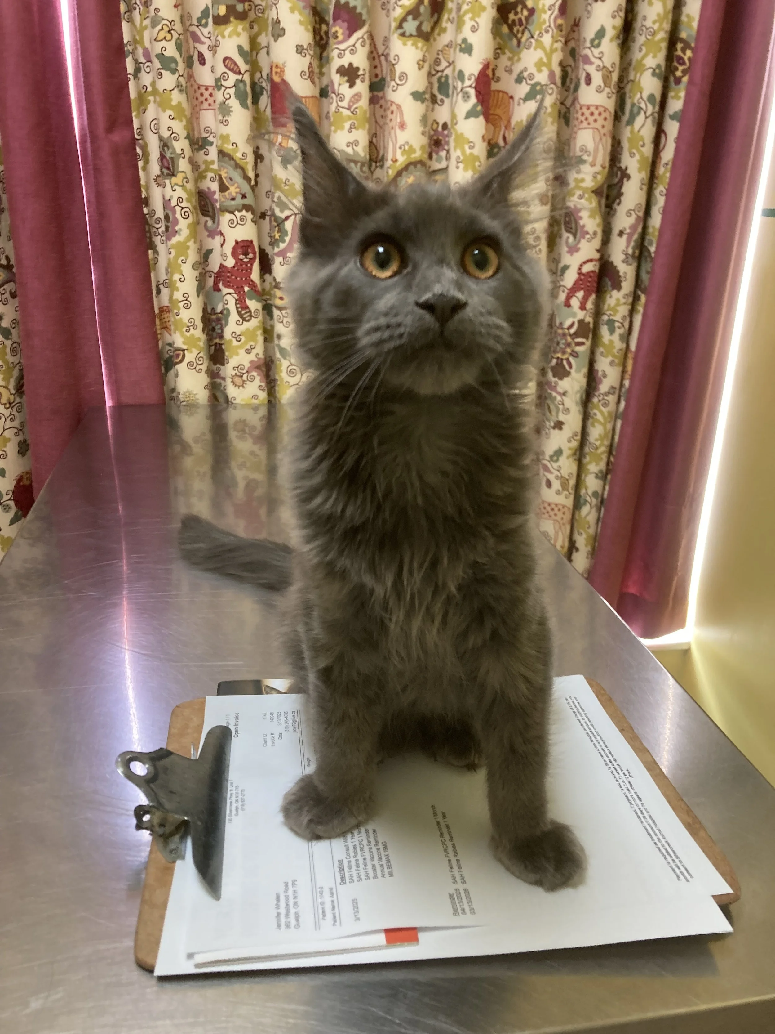 Guelph Animal Hospital Special