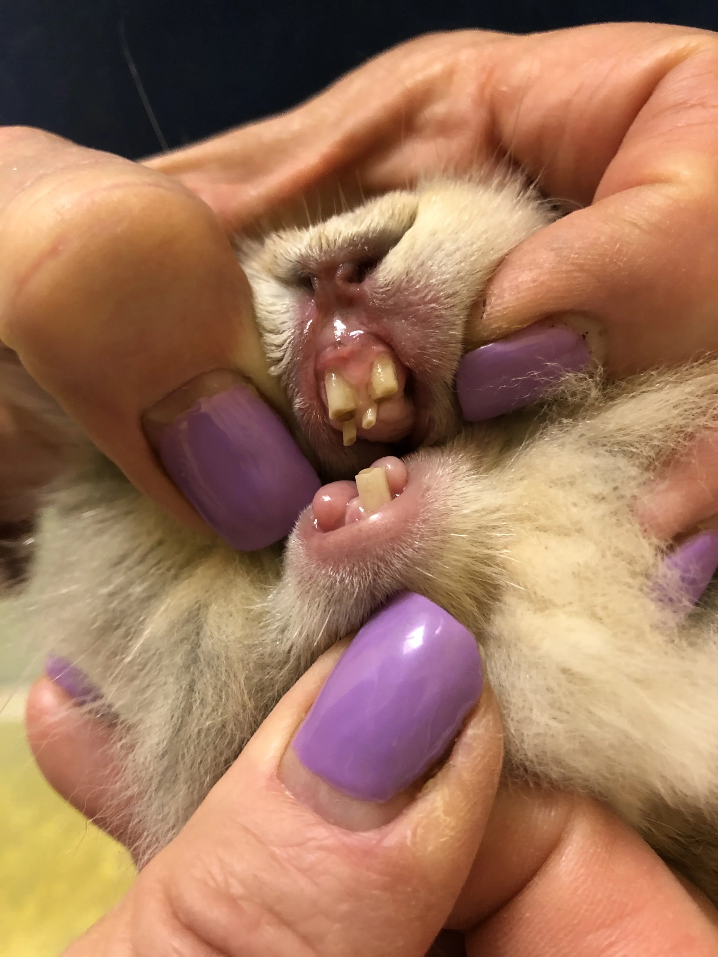 Person with purple painted fingernails holding a puppy's mouth open to reveal its teeth and gums.